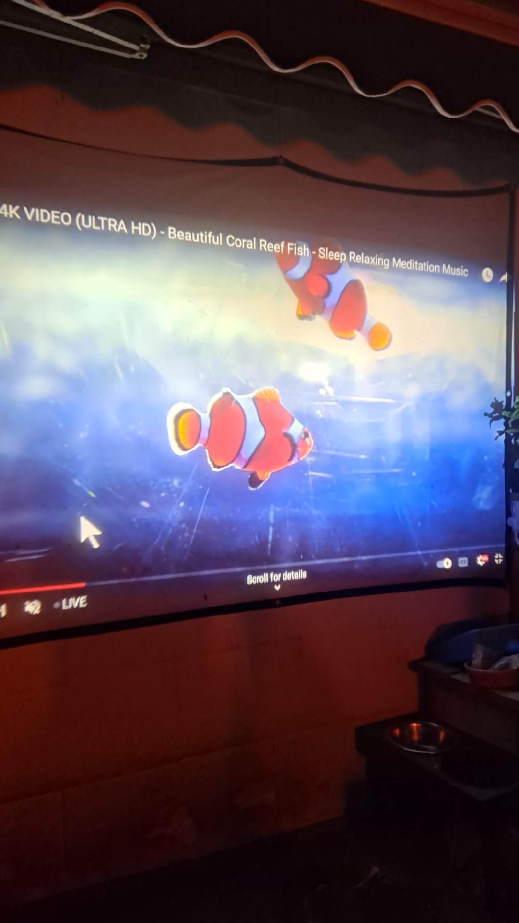 TMY 1080P Full HD Portable Mini Projector, Upgraded Bluetooth Movie Projector with Screen, Compatible with TV Stick Smartphone/HDMI/USB, Indoor & Outdoor Use - Customer Photo 2
