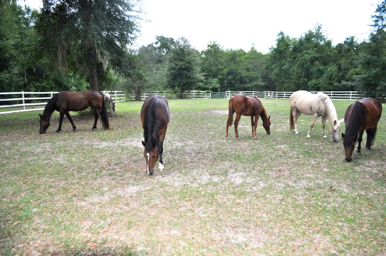 Farnam Tri-Tec 14 Horse Fly Spray, Kills, Repels, Protects, 32 Ounces - Customer Photo 2