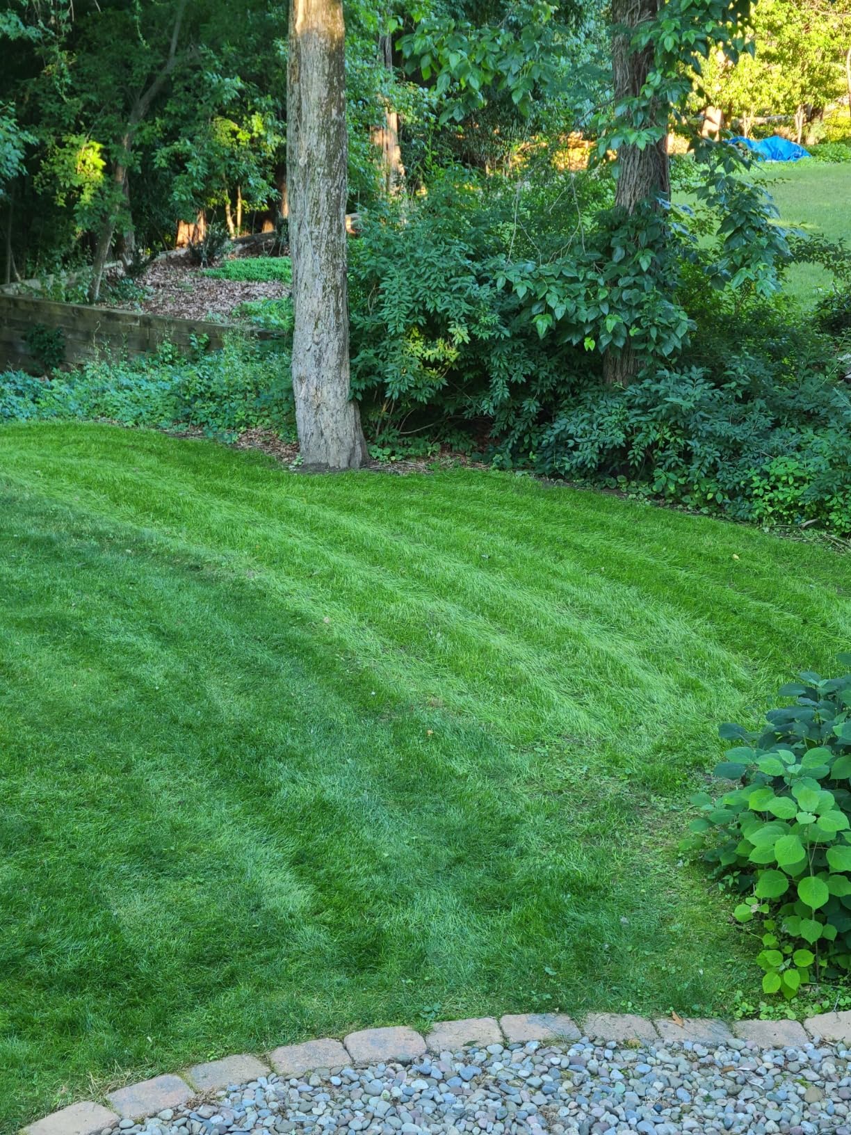 Jonathan Green (11959) Black Beauty Shady Nooks Grass Seed - Cool Season Lawn Seed (7 lb) Customer Review Jonathan Green (11959) Black Beauty Shady Nooks Grass Seed - Cool Season Lawn Seed (7 lb) - Customer Photo 1