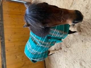 Farnam Equisect Water-Based Botanical Fly Repellent with Herbal Scent for Horses, Dogs and Cats, 32 Ounces - Customer Photo 2