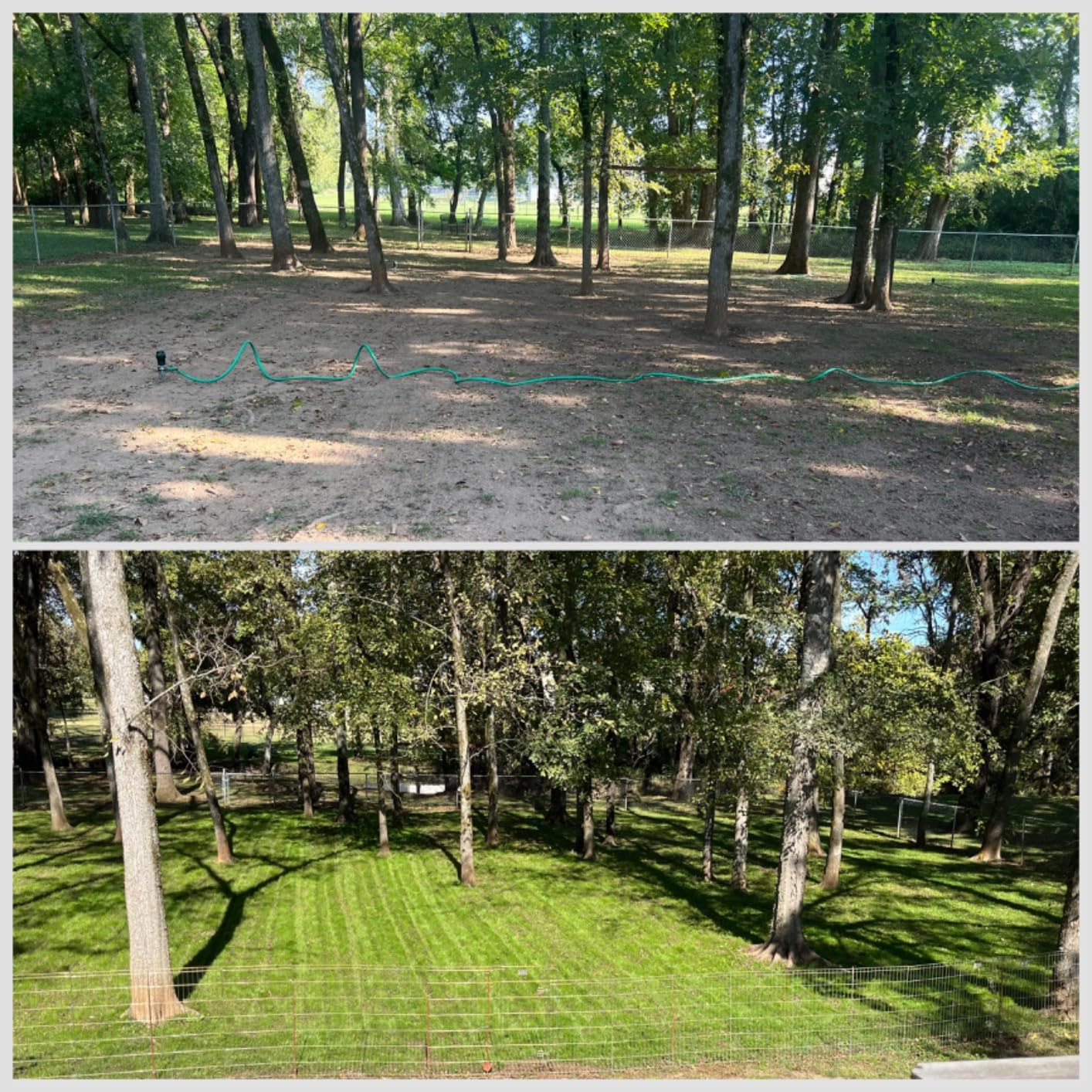 Jonathan Green 40600 Dense Shade Grass Seed, 3 lb Customer Review Jonathan Green 40600 Dense Shade Grass Seed, 3 lb - Customer Photo 1