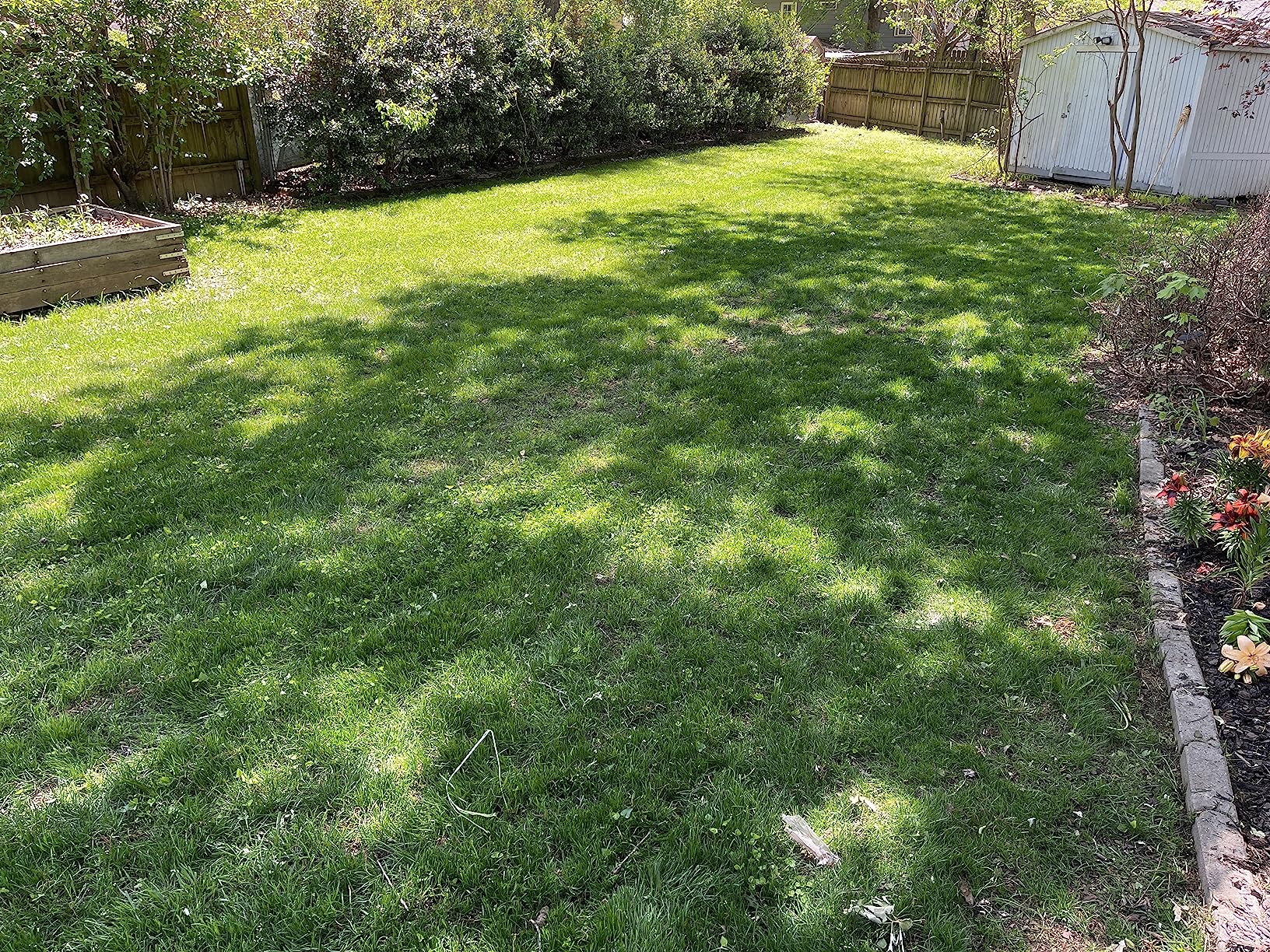 Jonathan Green 40600 Dense Shade Grass Seed, 3 lb Customer Review Jonathan Green 40600 Dense Shade Grass Seed, 3 lb - Customer Photo 2