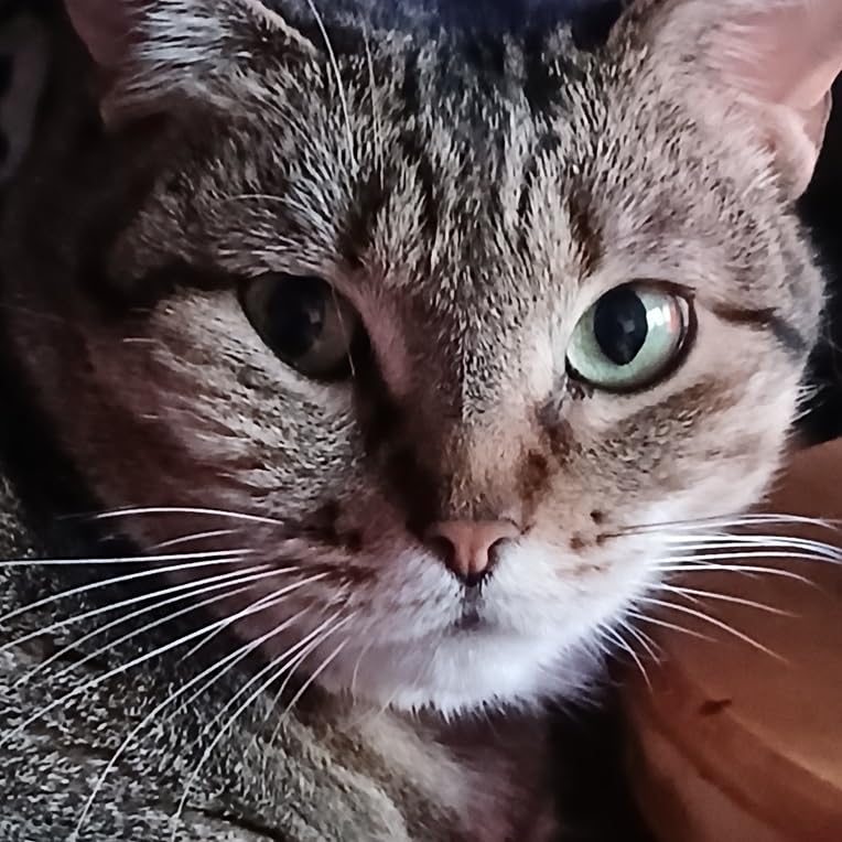 Sheba Perfect Portions Wet Cat Food Cuts in Gravy Variety Pack, Roasted Chicken Entree, with Sustainable Salmon, and Tender Turkey Entree, 2.6 oz. Twin-Pack Trays (24 Count, 48 Servings) - Customer Photo 1