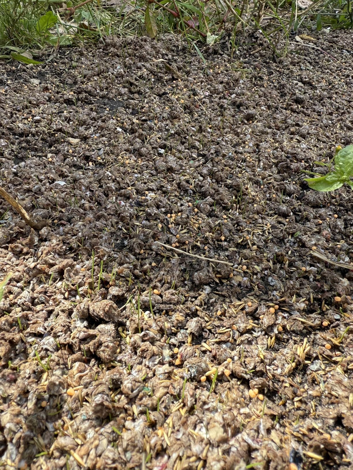 Scotts PatchMaster Lawn Repair Mix Sun + Shade Mix, Combination Grass Seed, Fertilizer, and Mulch, 4.75 lbs. Customer Review Scotts PatchMaster Lawn Repair Mix Sun + Shade Mix, Combination Grass Seed, Fertilizer, and Mulch, 4.75 lbs. - Customer Photo 1