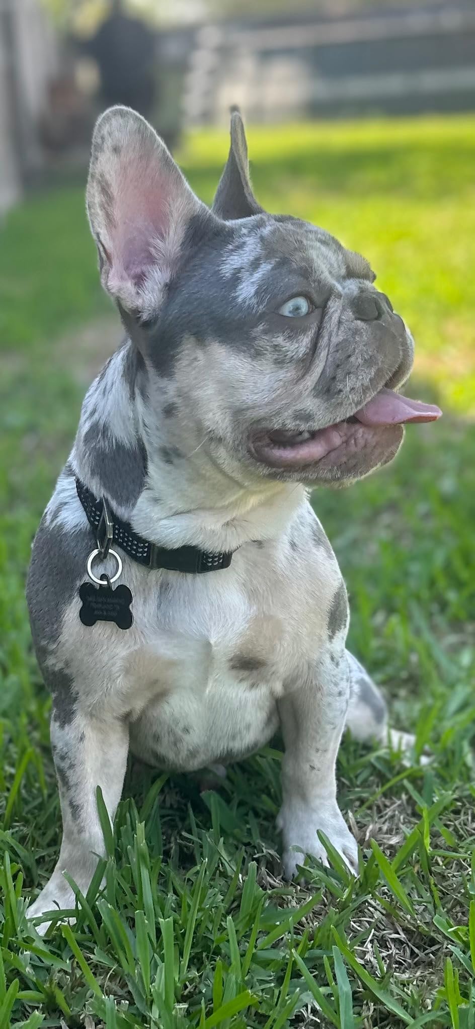 Royal Canin Breed Health Nutrition French Bulldog Puppy Dry Dog Food, 3 lb Bag Customer Review Royal Canin Breed Health Nutrition French Bulldog Puppy Dry Dog Food, 3 lb Bag - Customer Photo 2