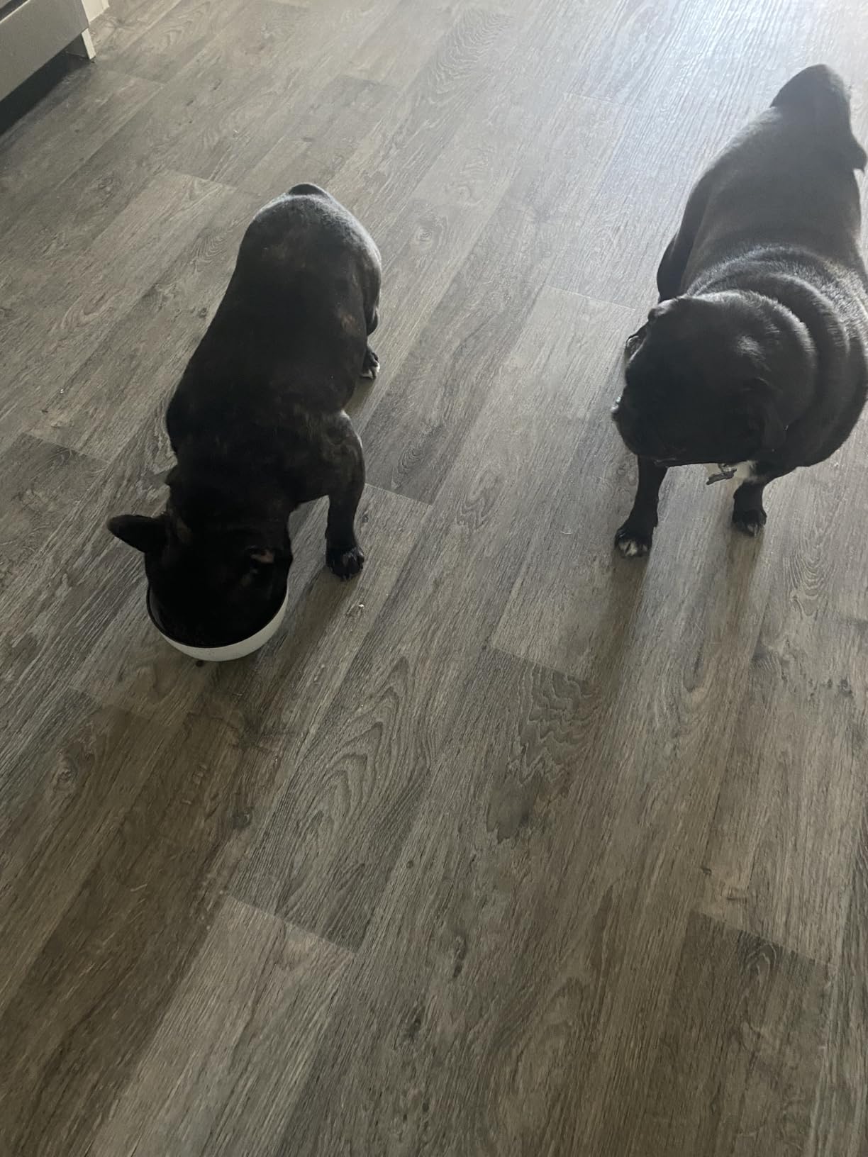 Nutrish Little Bites Small Breed Premium Natural Dry Dog Food, Real Chicken & Veggies Recipe, 6 Pounds (Packaging May Vary), (Rachael Ray Nutrish) - Customer Photo 1