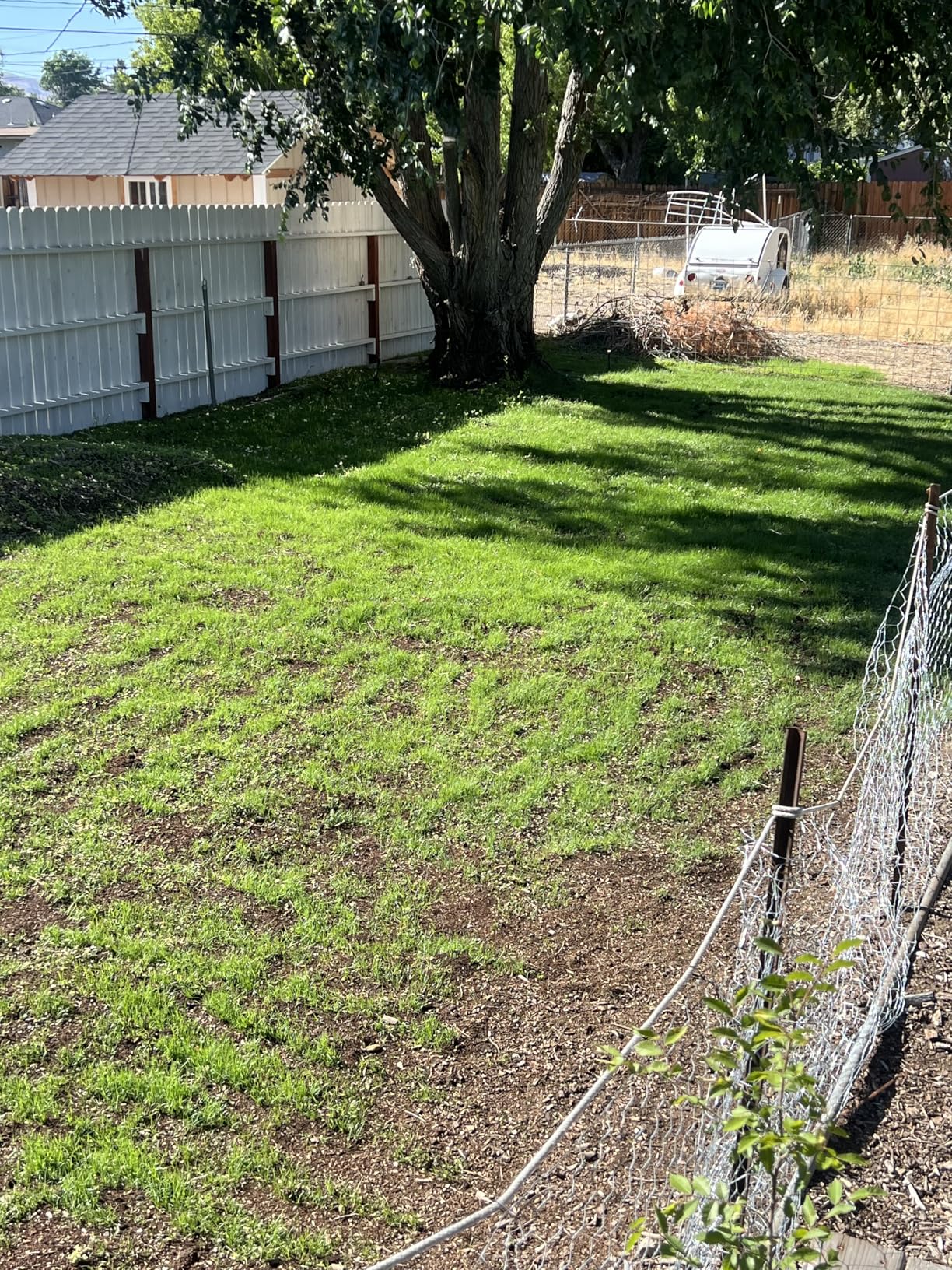 JRK Sandy Soil Grass Seed Mix - 5 lbs - Customer Photo 2