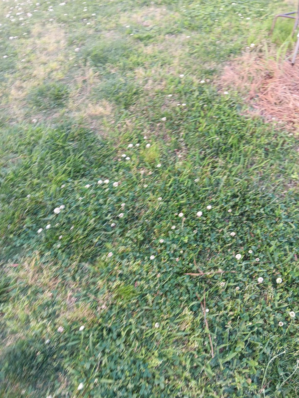 Scotts WeedEx Prevent with Halts, Crabgrass Preventer, Pre-Emergent Grassy Weed Killer, 5,000 sq. ft., 10.06 lbs. - Customer Photo 2