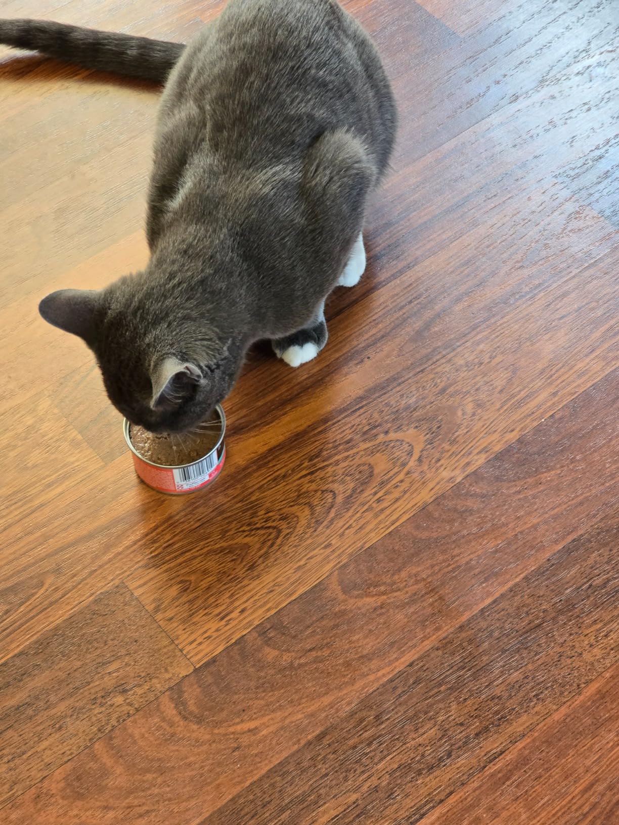 Purina Pro Plan High Protein Wet Kitten Food Variety Pack, DEVELOPMENT Kitten Favorites - (Pack of 24) 3 oz. Cans - Customer Photo 2