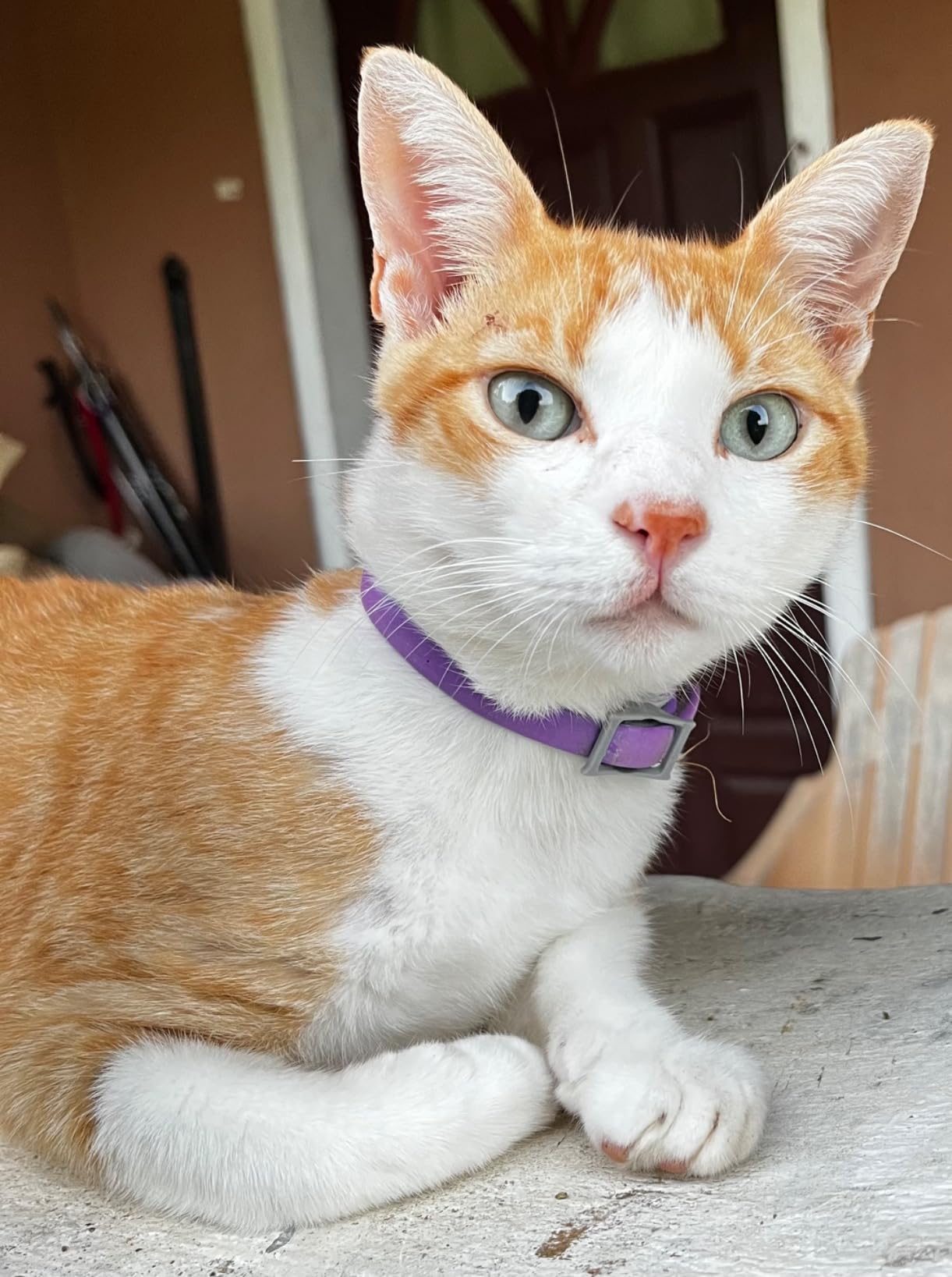 Hartz UltraGuard Pro Flea & Tick Collar for Cats and Kittens, 7 Month Flea and Tick Prevention and Protection, 1 Collar Customer Review Hartz UltraGuard Pro Flea & Tick Collar for Cats and Kittens, 7 Month Flea and Tick Prevention and Protection, 1 Collar - Customer Photo 2