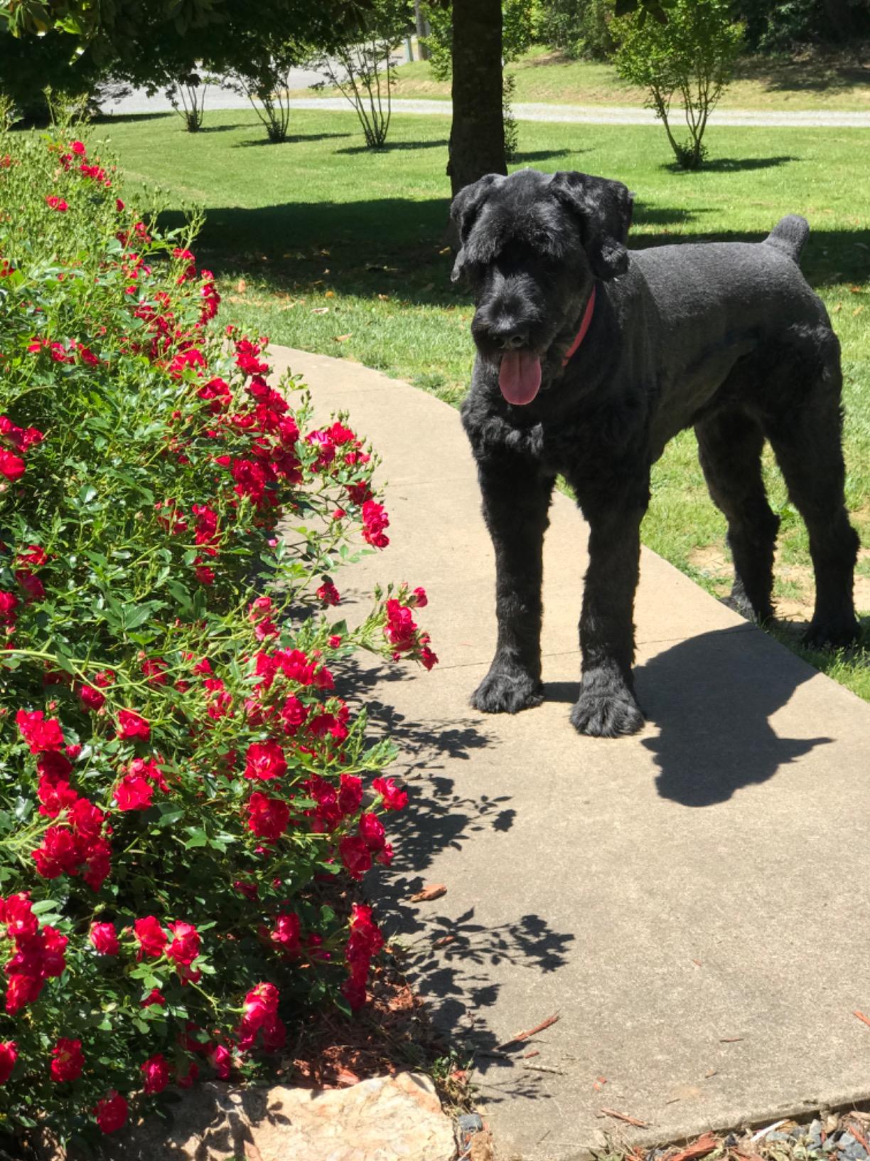 PetSafe 2-Dog Basic In-Ground Fence System - Easy Install Electric Pet Barrier with Visual Cue Boundary Flags, 2 Waterproof Collars & Indoor Transmitter - Long-Lasting Training System - Customer Photo 1