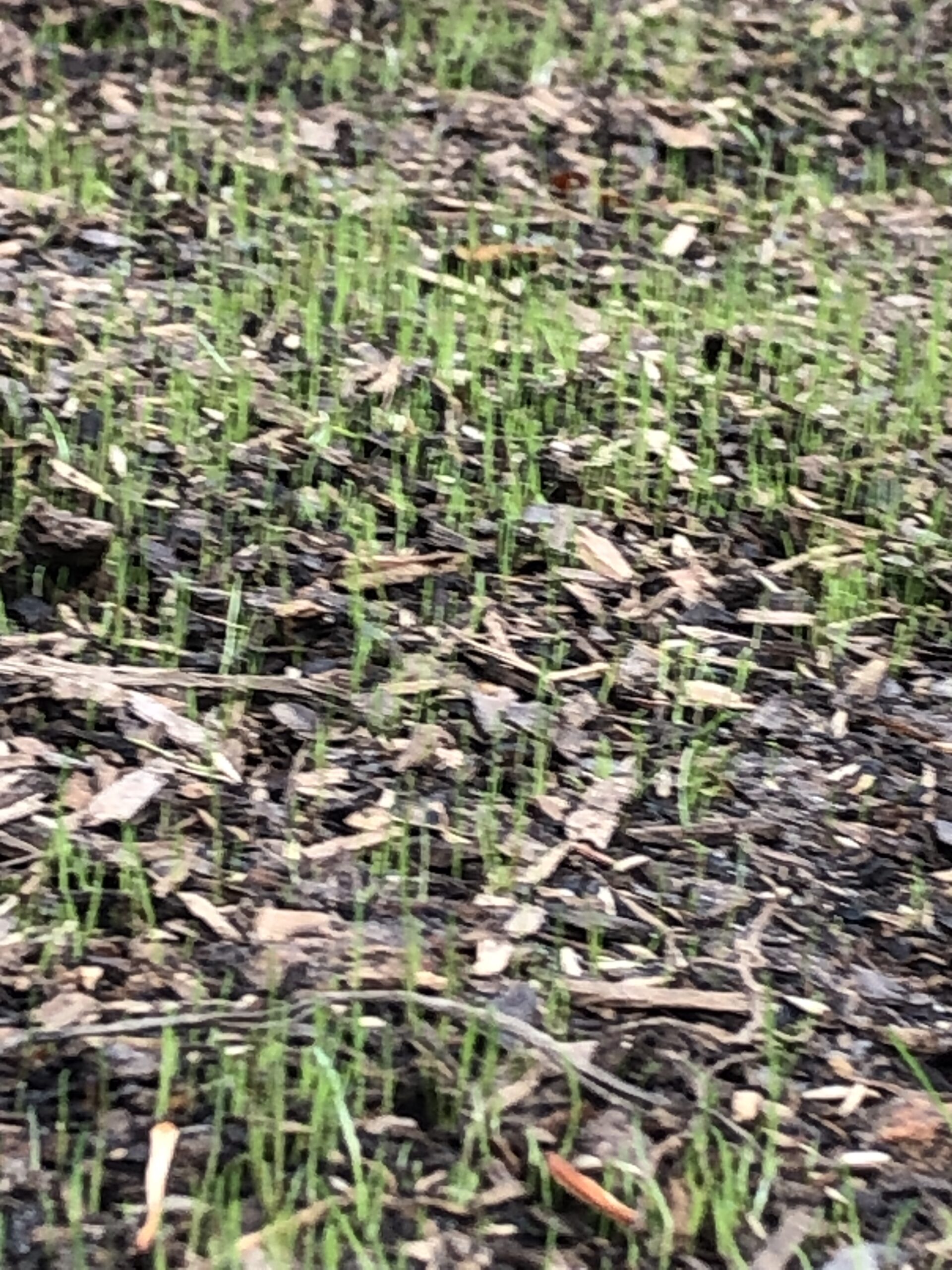 GreenView Pure Grass Seed Dense Shade Mixture, 3 lb. Bag – Covers up to 1,500 sq. ft. Customer Review GreenView Pure Grass Seed Dense Shade Mixture, 3 lb. Bag – Covers up to 1,500 sq. ft. - Customer Photo 1