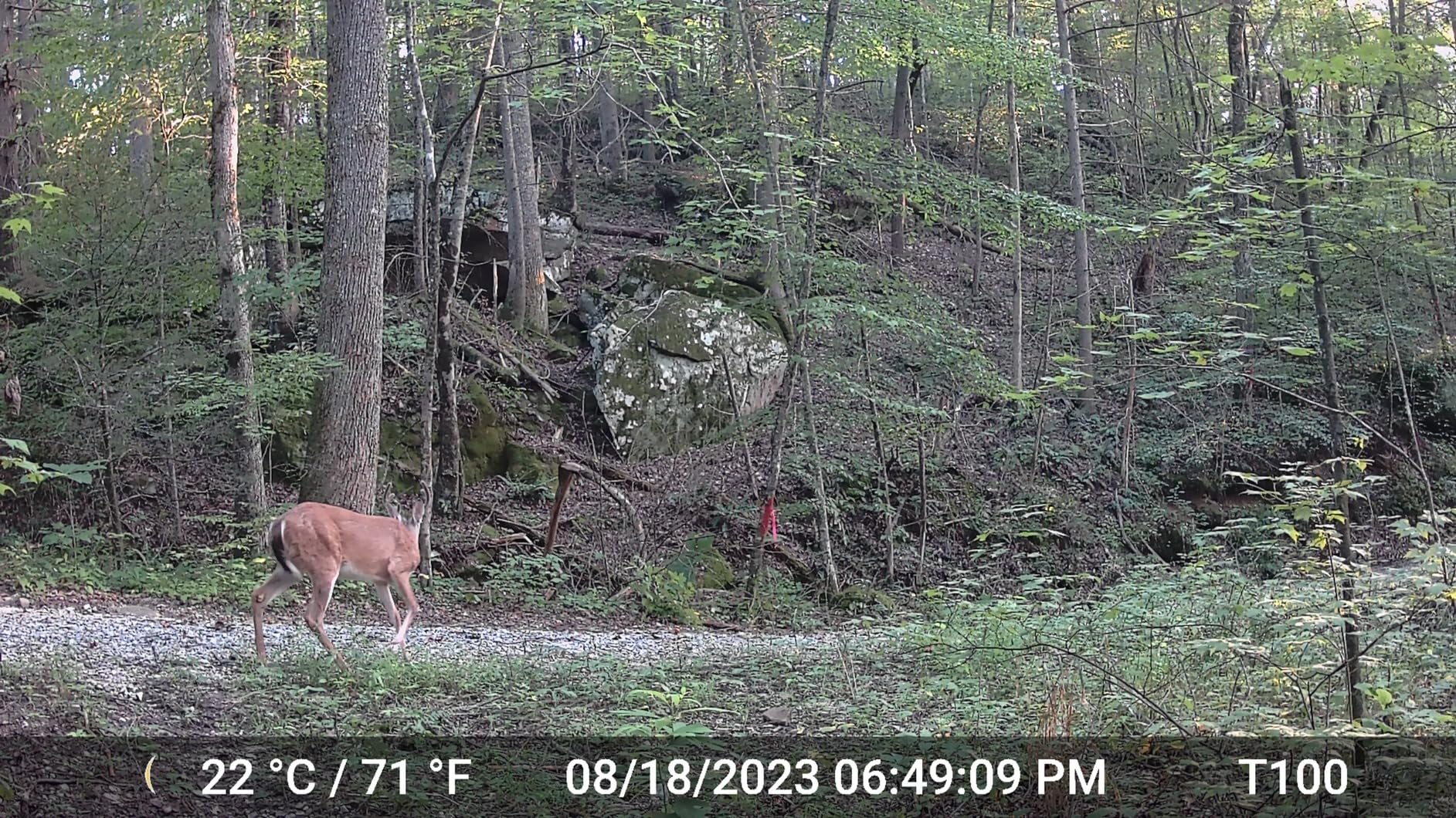 2-Pack No Glow Game & Deer Trail Cameras 48MP 1296P H.264 Video 100ft Night Vision Motion Activated 0.1S Trigger Speed IP66 Waterproof for Home Surveillance & Outdoor Wildlife Hunting - Customer Photo 1