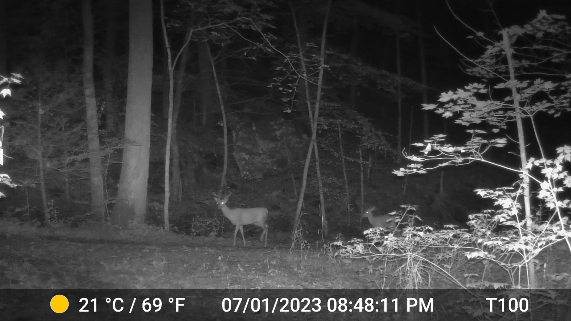 2-Pack No Glow Game & Deer Trail Cameras 48MP 1296P H.264 Video 100ft Night Vision Motion Activated 0.1S Trigger Speed IP66 Waterproof for Home Surveillance & Outdoor Wildlife Hunting - Customer Photo 2
