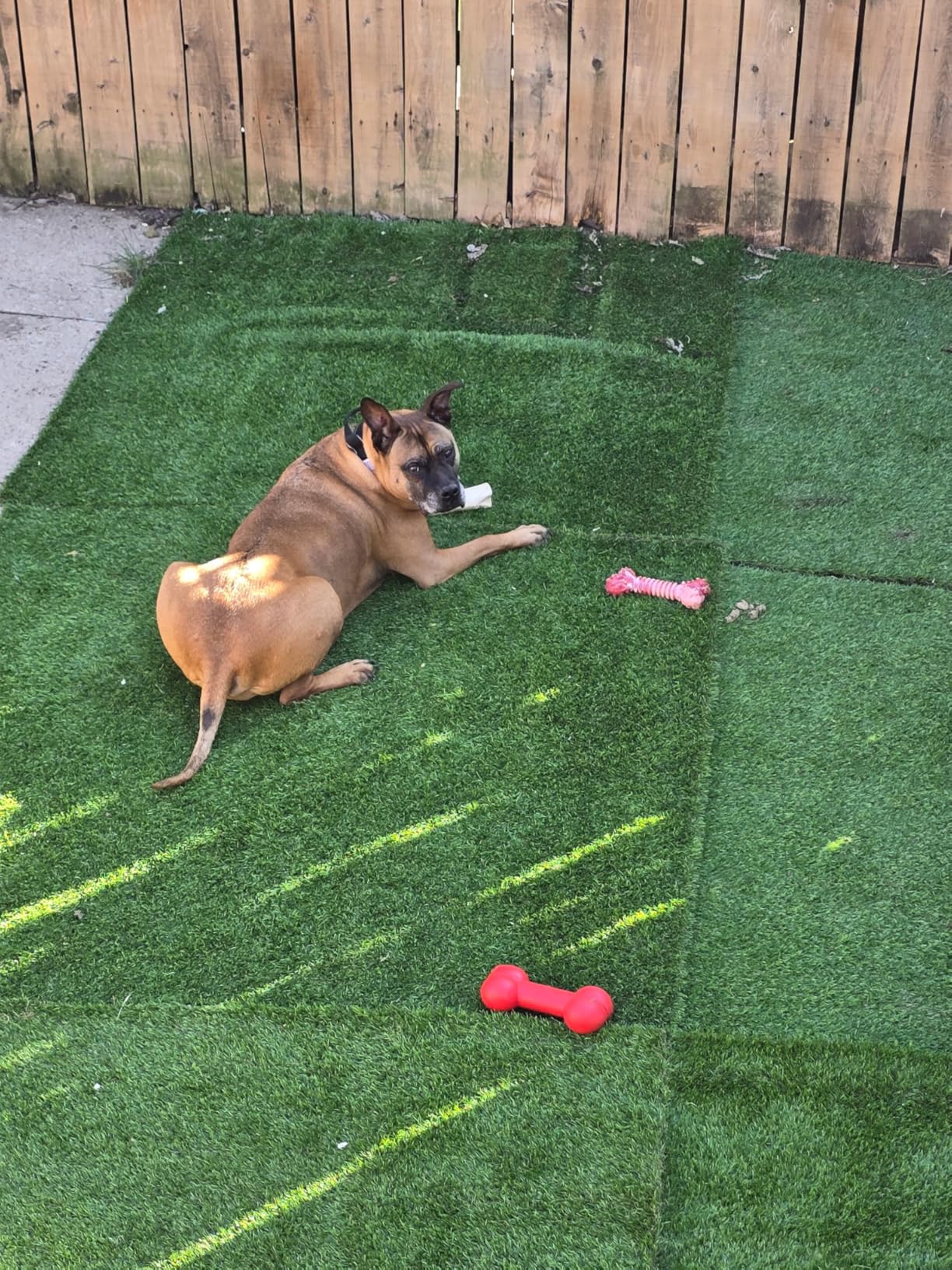 XLX TURF Realistic Artificial Grass Rug Indoor Outdoor Patio - 3ft x 5ft, Thick Fake Grass for Dogs Pet Turf Mat Decor Garden Synthetic Lawn Landscape with Drainage Hole Customer Review XLX TURF Realistic Artificial Grass Rug Indoor Outdoor Patio - 3ft x 5ft, Thick Fake Grass for Dogs Pet Turf Mat Decor Garden Synthetic Lawn Landscape with Drainage Hole - Customer Photo 1