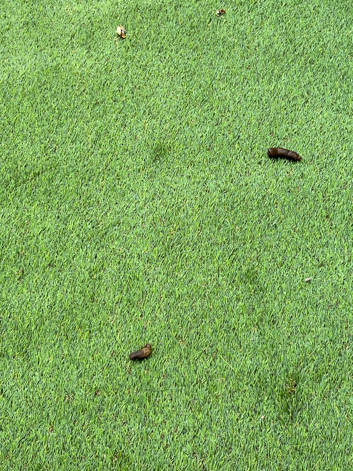 XLX TURF Realistic Artificial Grass Rug Indoor Outdoor Patio - 3ft x 5ft, Thick Fake Grass for Dogs Pet Turf Mat Decor Garden Synthetic Lawn Landscape with Drainage Hole Customer Review XLX TURF Realistic Artificial Grass Rug Indoor Outdoor Patio - 3ft x 5ft, Thick Fake Grass for Dogs Pet Turf Mat Decor Garden Synthetic Lawn Landscape with Drainage Hole - Customer Photo 2