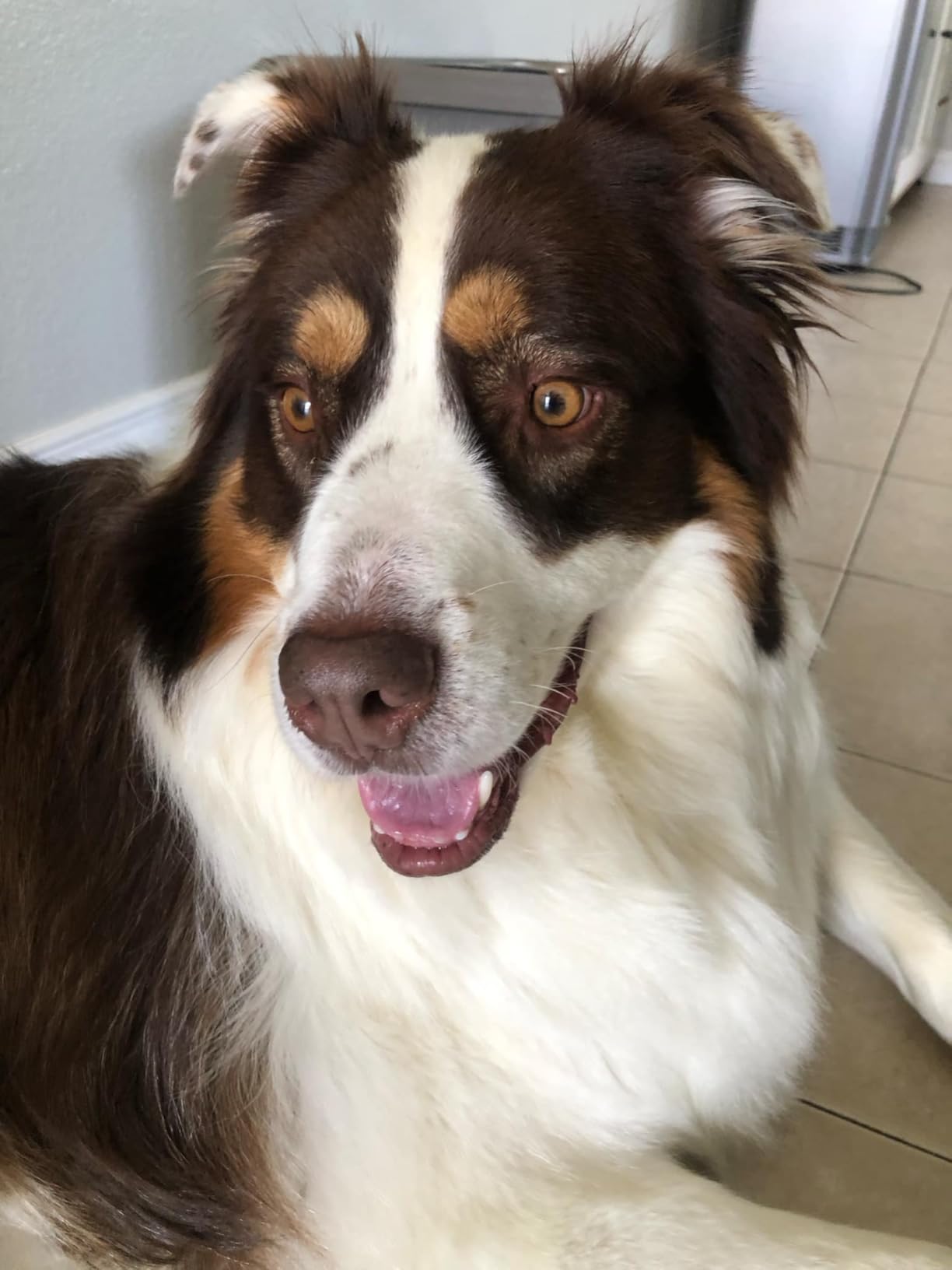 Native Pet Bone Broth for Dogs - Made with Real Beef Bone Broth, Dog Food Toppers for Picky Eaters - Provides Extra Hydration & Nutrition for Joint Strength, Immunity & Heart Health-48 Scoops - Customer Photo 3