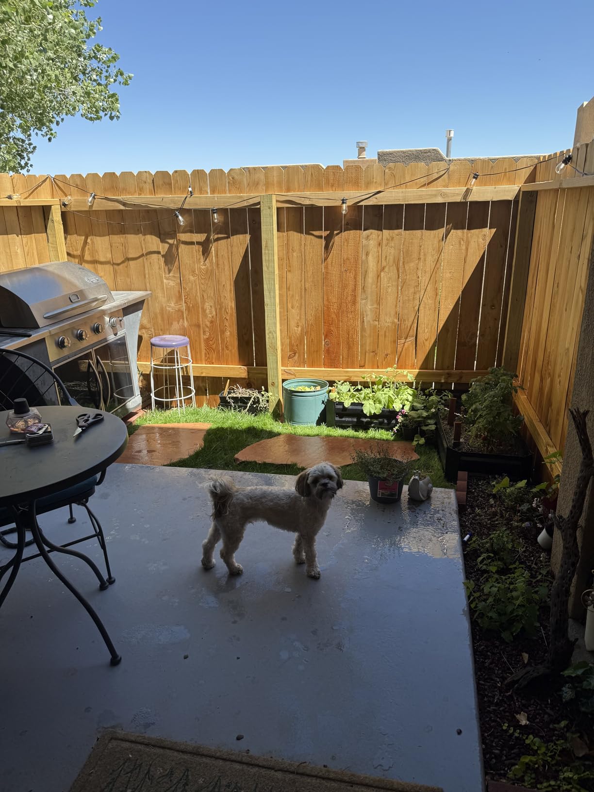 Scotts Turf Builder Rapid Grass Sun and Shade Mix, Combination Grass Seed and Fertilizer, Grows Green Grass in Just Weeks, 5.6 lbs. Customer Review Scotts Turf Builder Rapid Grass Sun and Shade Mix, Combination Grass Seed and Fertilizer, Grows Green Grass in Just Weeks, 5.6 lbs. - Customer Photo 1