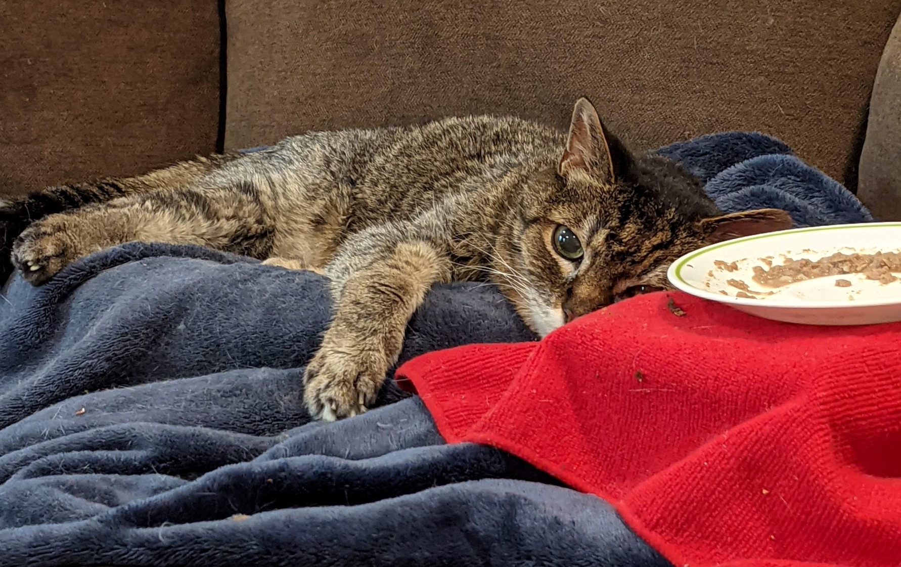 Forza10 Kidney Care Cat Food – Renal Support Wet Cat Food with Lamb, 3.5 oz Cans, 12 Pack – Vet Formulated, Made in Italy - Customer Photo 1