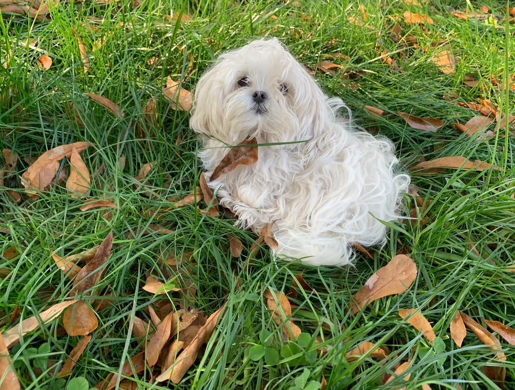 Pennington Smart Seed Dense Shade Grass Mix Bag 7 lb Customer Review Pennington Smart Seed Dense Shade Grass Mix Bag 7 lb - Customer Photo 2