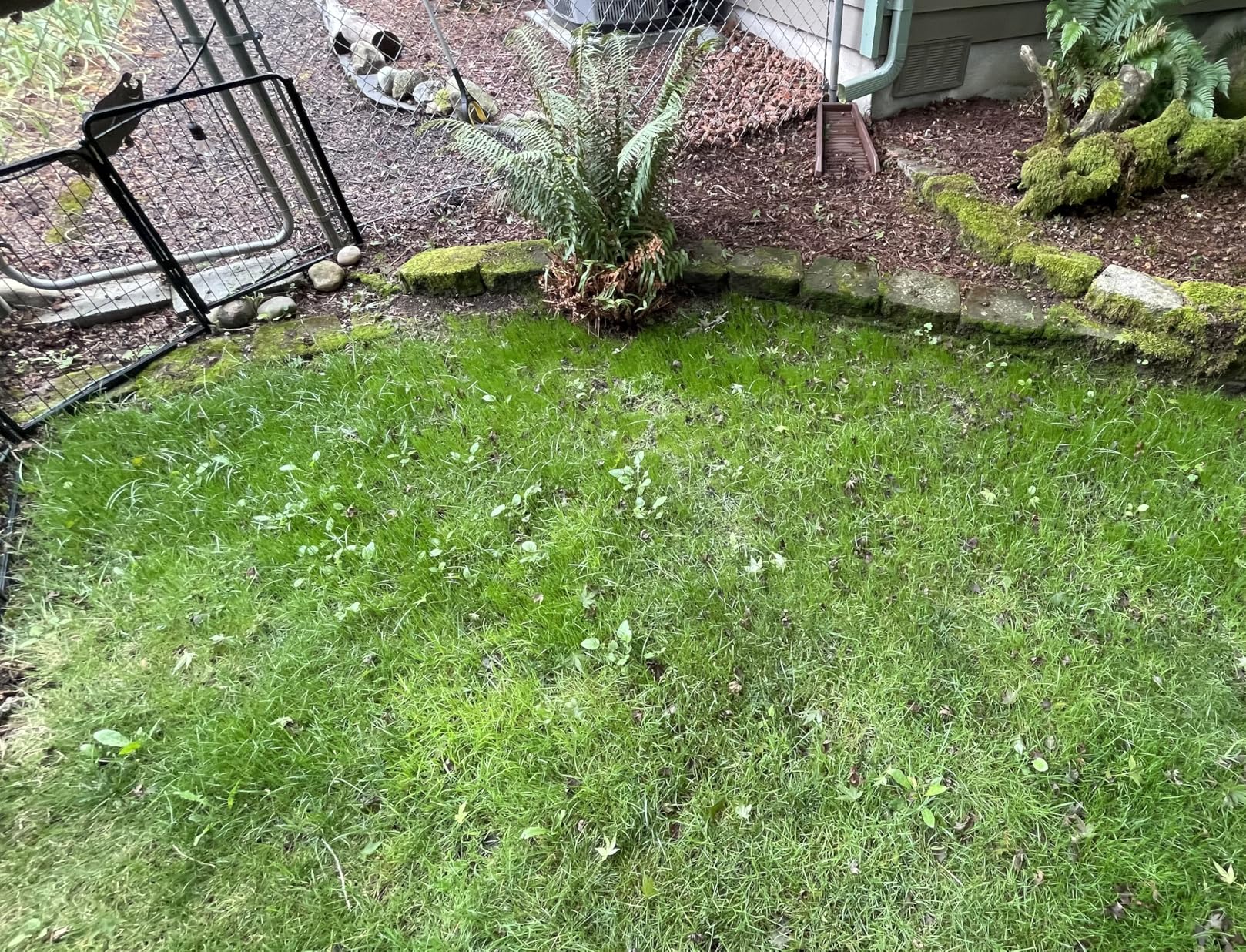Pennington Smart Seed Sun and Shade Grass Mix 7 lb Customer Review Pennington Smart Seed Sun and Shade Grass Mix 7 lb - Customer Photo 1