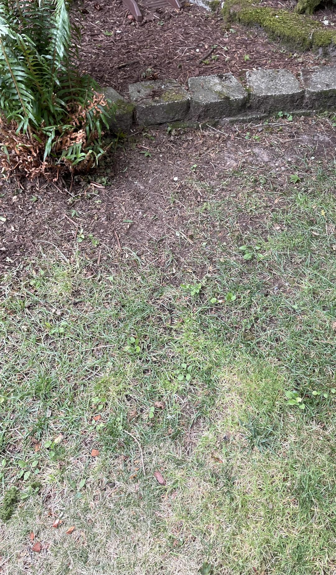 Pennington Smart Seed Sun and Shade Grass Mix 7 lb Customer Review Pennington Smart Seed Sun and Shade Grass Mix 7 lb - Customer Photo 2