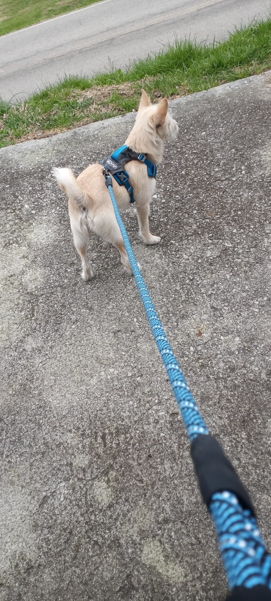 Kurgo Journey Air Dog Harness - Secure Fit for Active Dogs - Padded Chest - Lightweight Ripstop Fabric - Breathable Mesh - Reflective Trim - Back Assist Handle - Purple - Small - Customer Photo 2