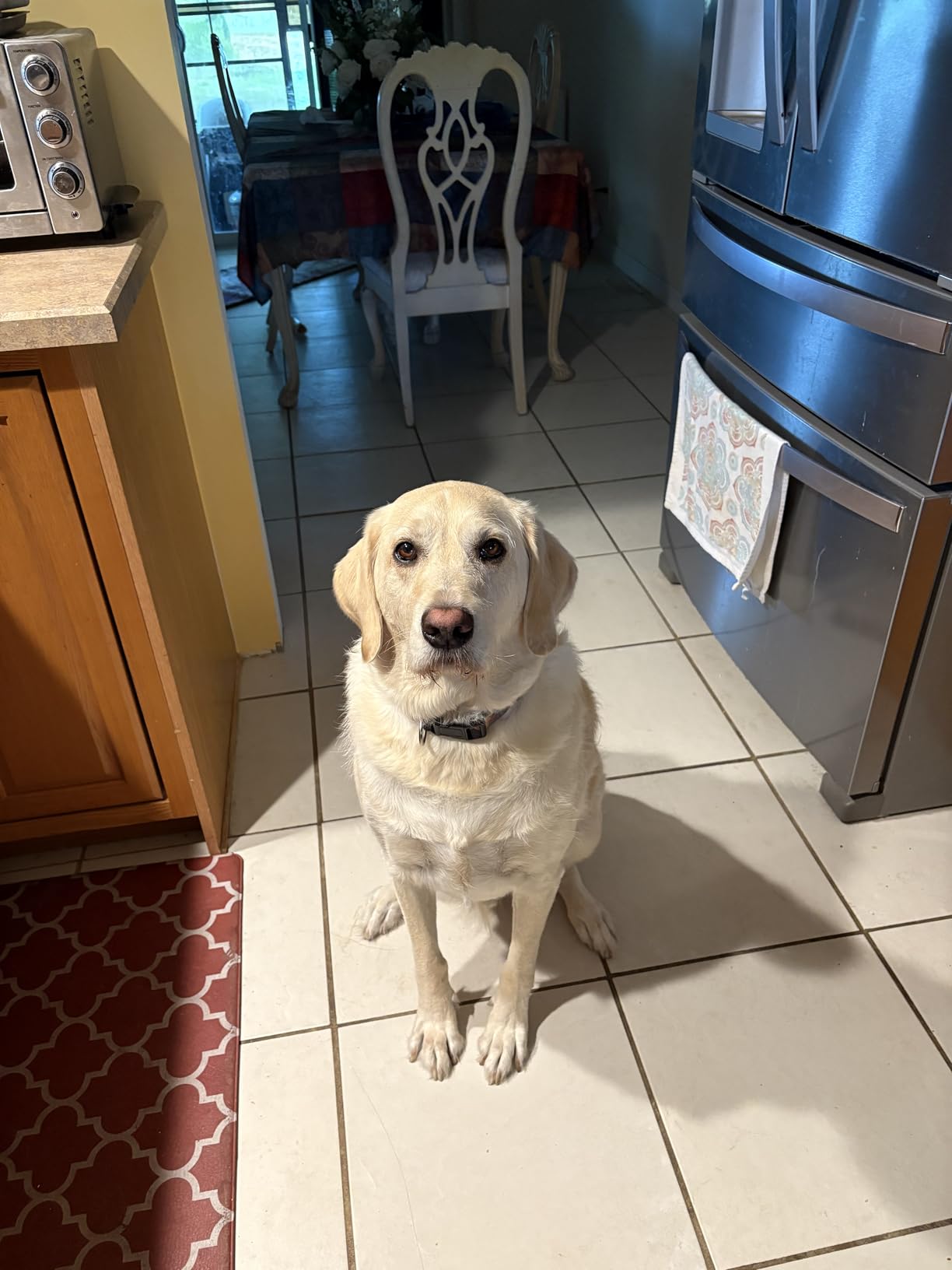 Native Pet Calming Chews for Dogs - Melatonin for Dogs Anxiety Relief - Grain Free All Natural Hemp Calming Treats & L-Theanine Helps Manage Stress & Separation Anxiety - Puppy Sleep Aid - 60 Chews - Customer Photo 2