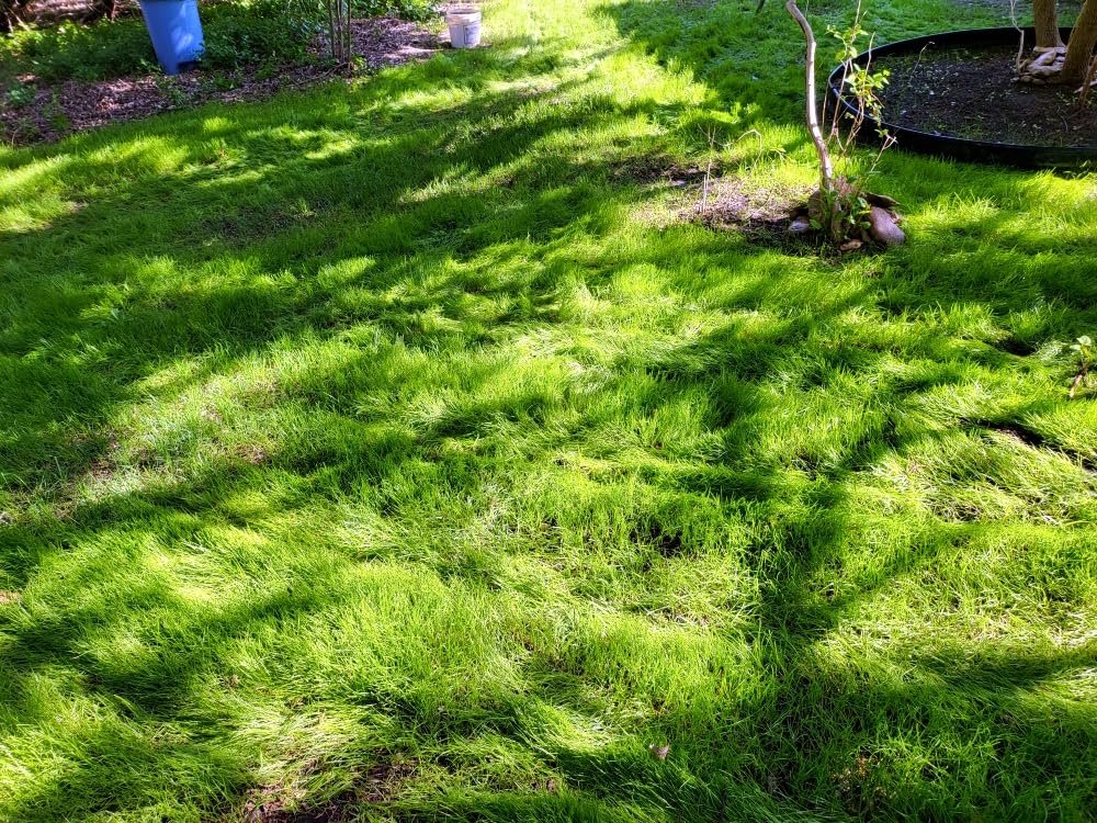 Scotts Turf Builder Grass Seed Dense Shade Mix with Fertilizer and Soil Improver, Grows With Little Sunlight, 5.6 lbs. Customer Review Scotts Turf Builder Grass Seed Dense Shade Mix with Fertilizer and Soil Improver, Grows With Little Sunlight, 5.6 lbs. - Customer Photo 1