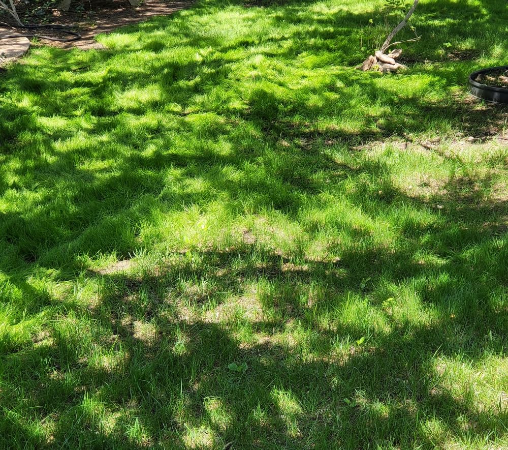 Scotts Turf Builder Grass Seed Dense Shade Mix with Fertilizer and Soil Improver, Grows With Little Sunlight, 5.6 lbs. Customer Review Scotts Turf Builder Grass Seed Dense Shade Mix with Fertilizer and Soil Improver, Grows With Little Sunlight, 5.6 lbs. - Customer Photo 2