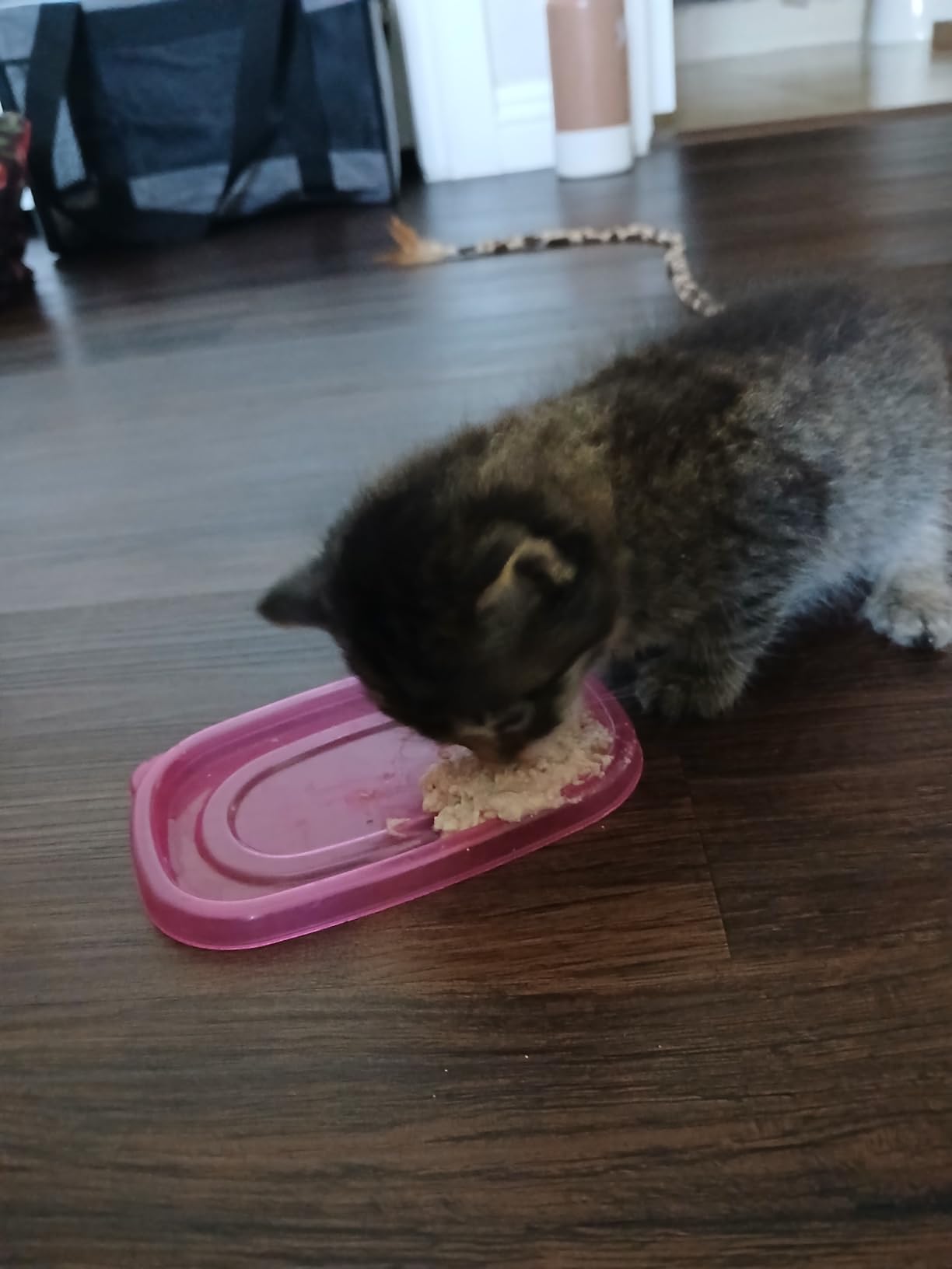 Tiki Cat Baby, Shreds Variety Pack, High-Protein and Flavorful, Wet Cat Food for Kittens 8 Weeks Plus, 2.4 oz. Cans (Pack of 12) - Customer Photo 2