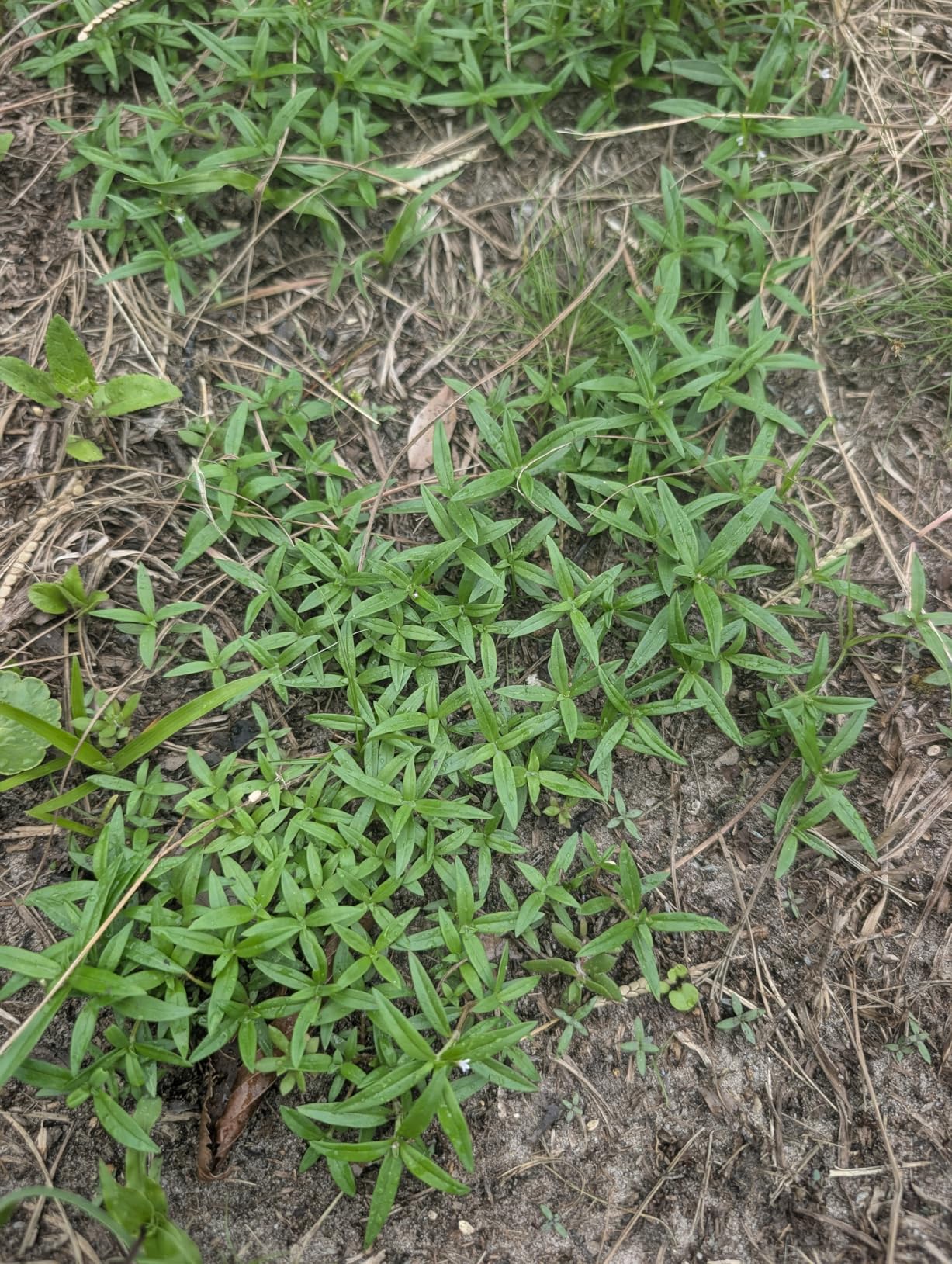 Pennington Kentucky 31 Tall Fescue Penkoted Grass Seed 7 lb - Customer Photo 4