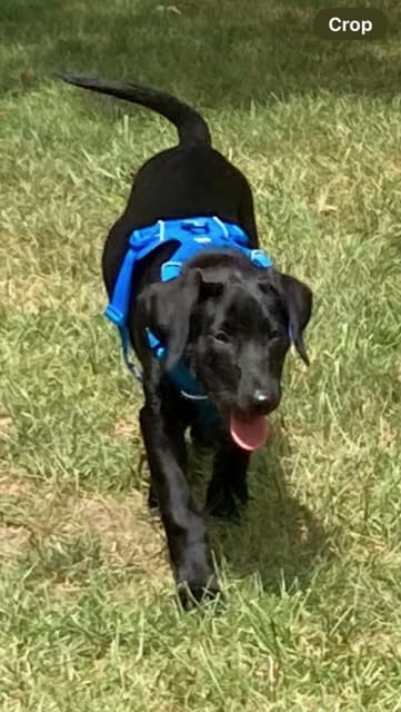 Ruffwear, Front Range Dog Harness, Reflective Soft Padded Everyday Harness with Dual Leash Clips, Adjustable and Lightweight Fit for Training or Walking for All Dogs, Red Canyon, Small - Customer Photo 2