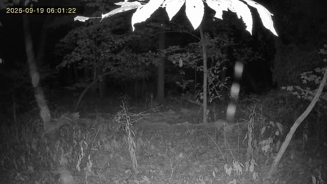 SEHMUA 4G LTE Cellular Trail Cameras 3rd Gen with Live Streaming, Game Camera Built-in SIM Card with Motion Activated 0.2s Trigger Time Solar Trail Camera IP66 Waterproof - Customer Photo 2