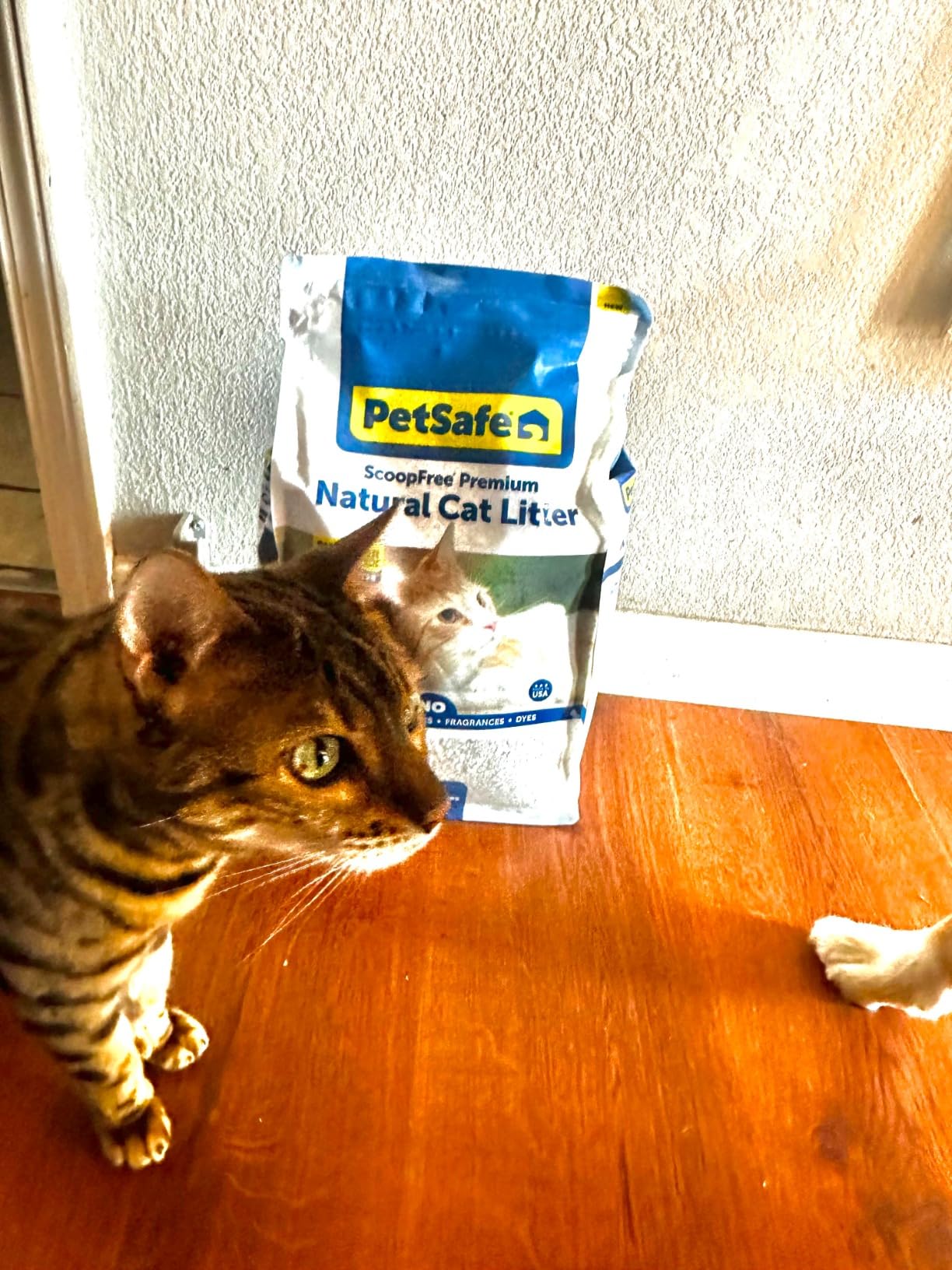 PetSafe ScoopFree Premium Crystal Cat Litter - Ultra-Absorbent Silica Universal Litterbox Crystals - Non-Clumping Odor Control - Fresh Scent - 8 lb Bag - Customer Photo 1
