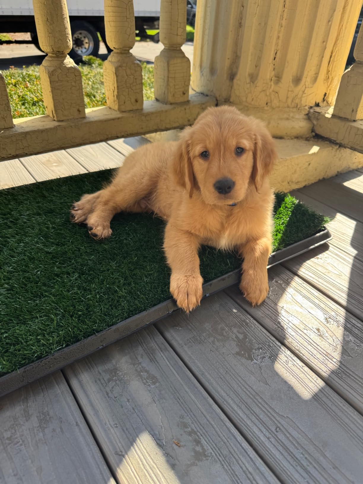 Dog Grass Pet Loo Indoor/Outdoor Portable Potty, Dog Litter Box, Artificial Grass Patch Bathroom Mat and Washable Pee Pad for Puppy Training, Full System with Trays (Pet Training Tray, 20 Dog Grass Pet Loo Indoor/Outdoor Portable Potty, Dog Litter Box, Artificial Grass Patch Bathroom Mat and Washable Pee Pad for Puppy Training, Full System with Trays (Pet Training Tray, 20