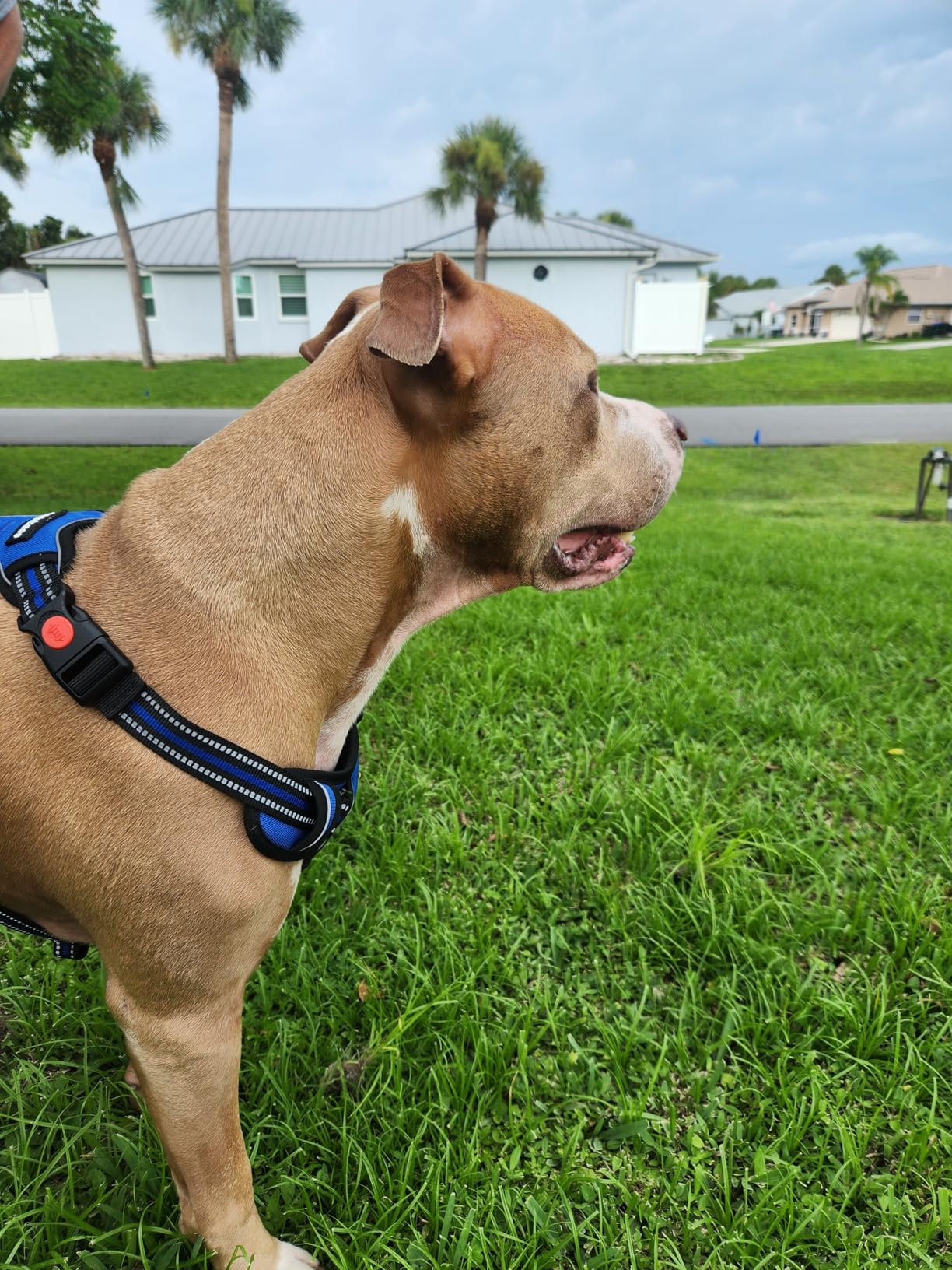 rabbitgoo Dog Harness for Large, No Pull Pet Harness with 3 Buckles, Adjustable Soft Padded Vest with Control Handle, Walking Reflective Pet Vest for Large Dogs, Blue, L - Customer Photo 2