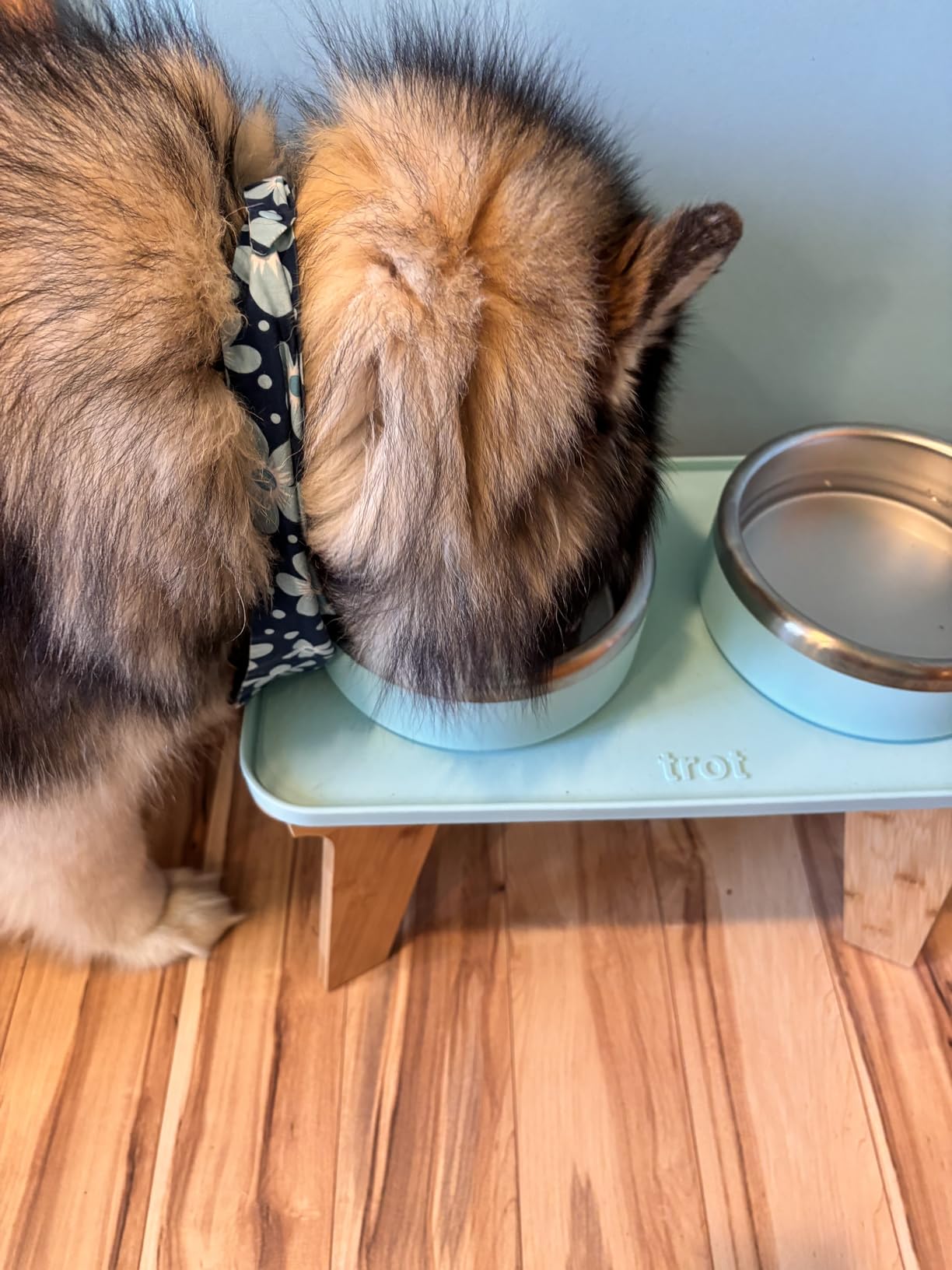 Zammex Grass-Fed Beef Bone Broth Protein Powder for Dogs & Cats - Joint & Bone Support, Healthy Fur Enhancer, Pet Food Topper for Dry & Wet, 10.58oz - Customer Photo 3