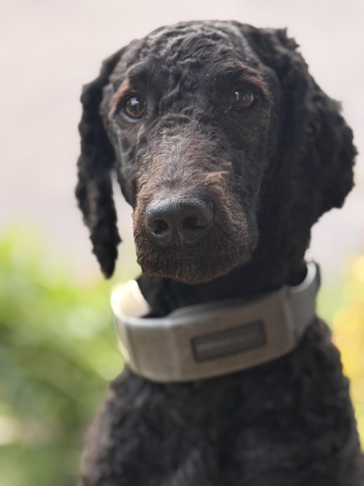 SpotOn GPS Wireless Dog Fence Collar, Accurate & Reliable, Unlimited Fences, Extended Battery Life Mode, No Subscription, Built in USA, Omni Collar Model, Small Dog Breed Neck Size 10