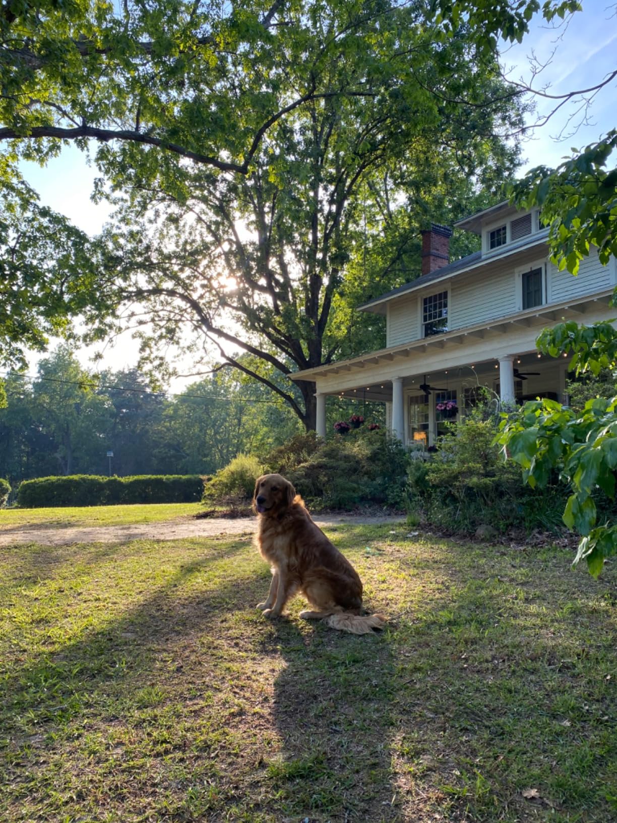 SpotOn GPS Dog Fence, App Based Wireless Dog Fence Collar, Waterproof, Reliable 128 Satellite Network GPS Dog Fence System, Battery Powered Virtual Dog GPS Tracker for All Terrain Small/Verizon - Customer Photo 1