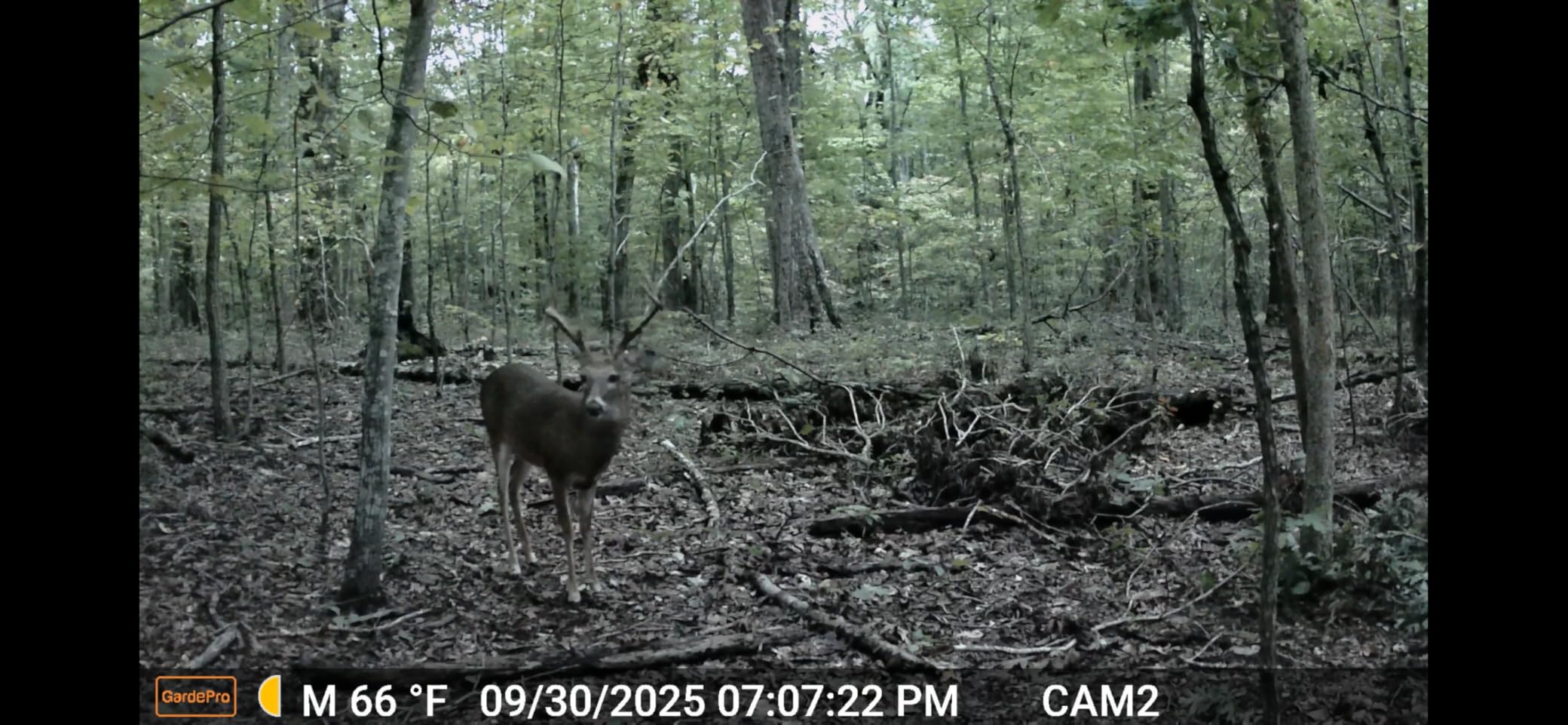 GardePro A3S Trail Camera 2 Pack, 64MP 1296p, Next-Gen Image Technology, Game Camera with Clear 100ft No Glow Night Vision, Fast 0.1s Trigger Speed Motion Activated Waterproof, H.264 MP4 Video - Customer Photo 1