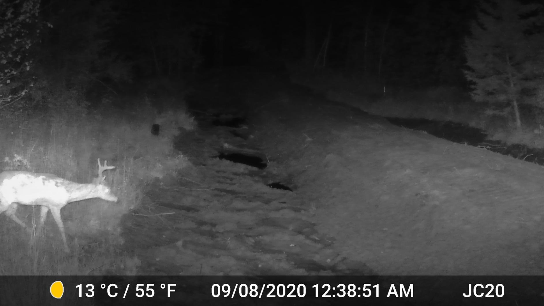 GardePro A3S Trail Camera 2 Pack, 64MP 1296p, Next-Gen Image Technology, Game Camera with Clear 100ft No Glow Night Vision, Fast 0.1s Trigger Speed Motion Activated Waterproof, H.264 MP4 Video - Customer Photo 2