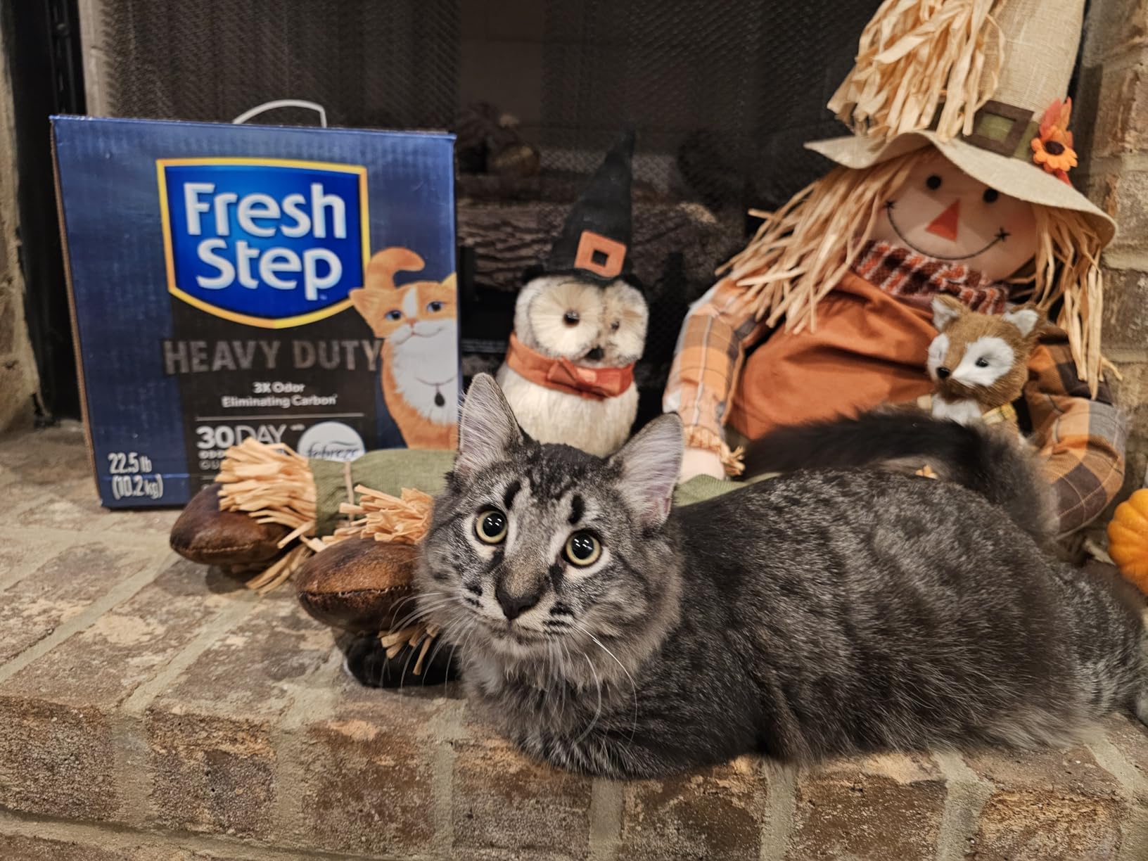 Fresh Step Clumping Cat Litter, Heavy Duty Advanced, Long Lasting 30-Day Odor Control with Odor Eliminating Carbon, 17.5 lb - Customer Photo 2