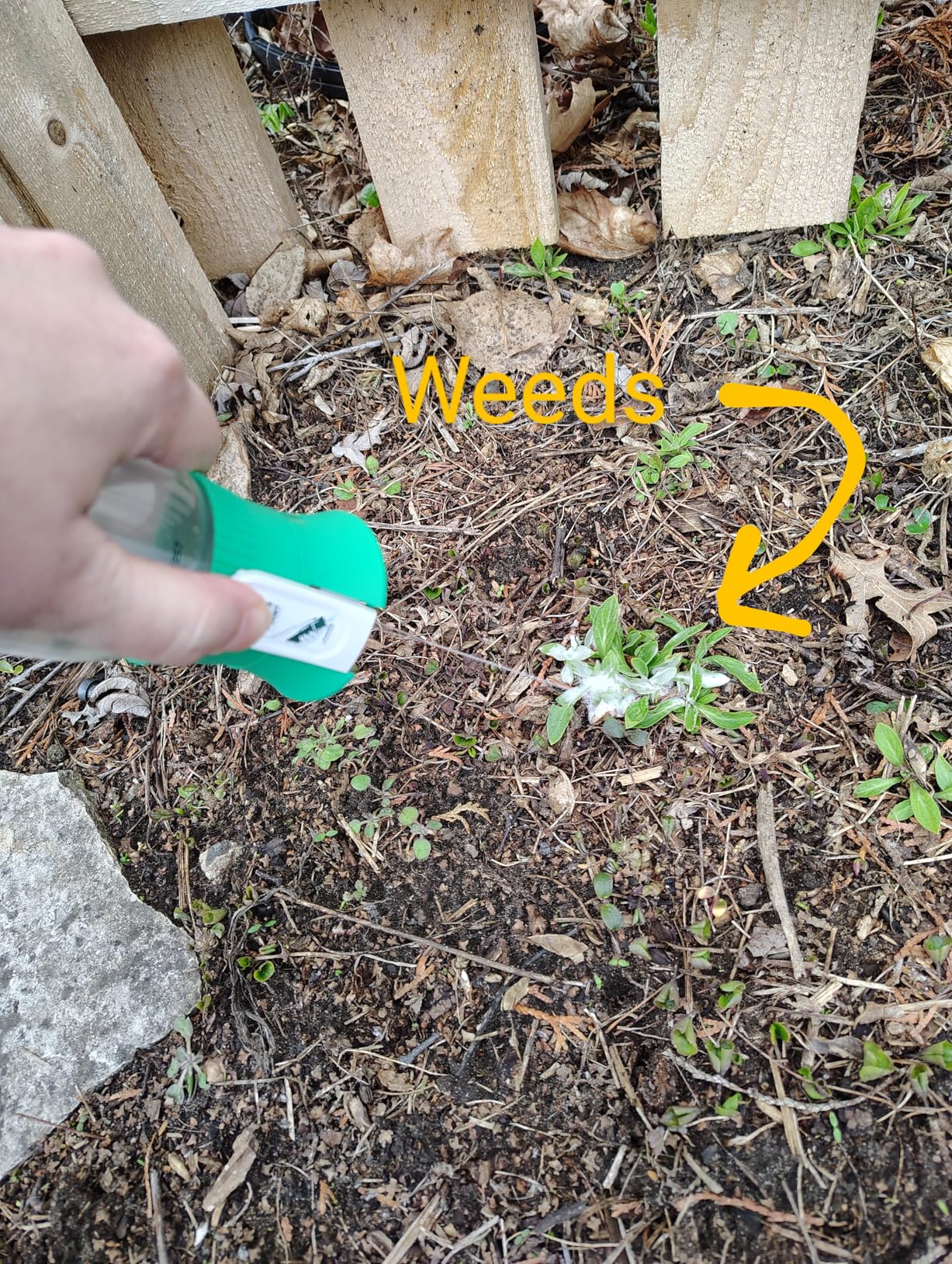 Spruce EZ-AIM Grass and Weed Killer Spray - Precision Shot for Cracks, Edges & Small Spaces - Starts Wilting in 1 Hour, Dead Weeds in 24 Hours (3 Pack, 10 Oz Each) - Customer Photo 2