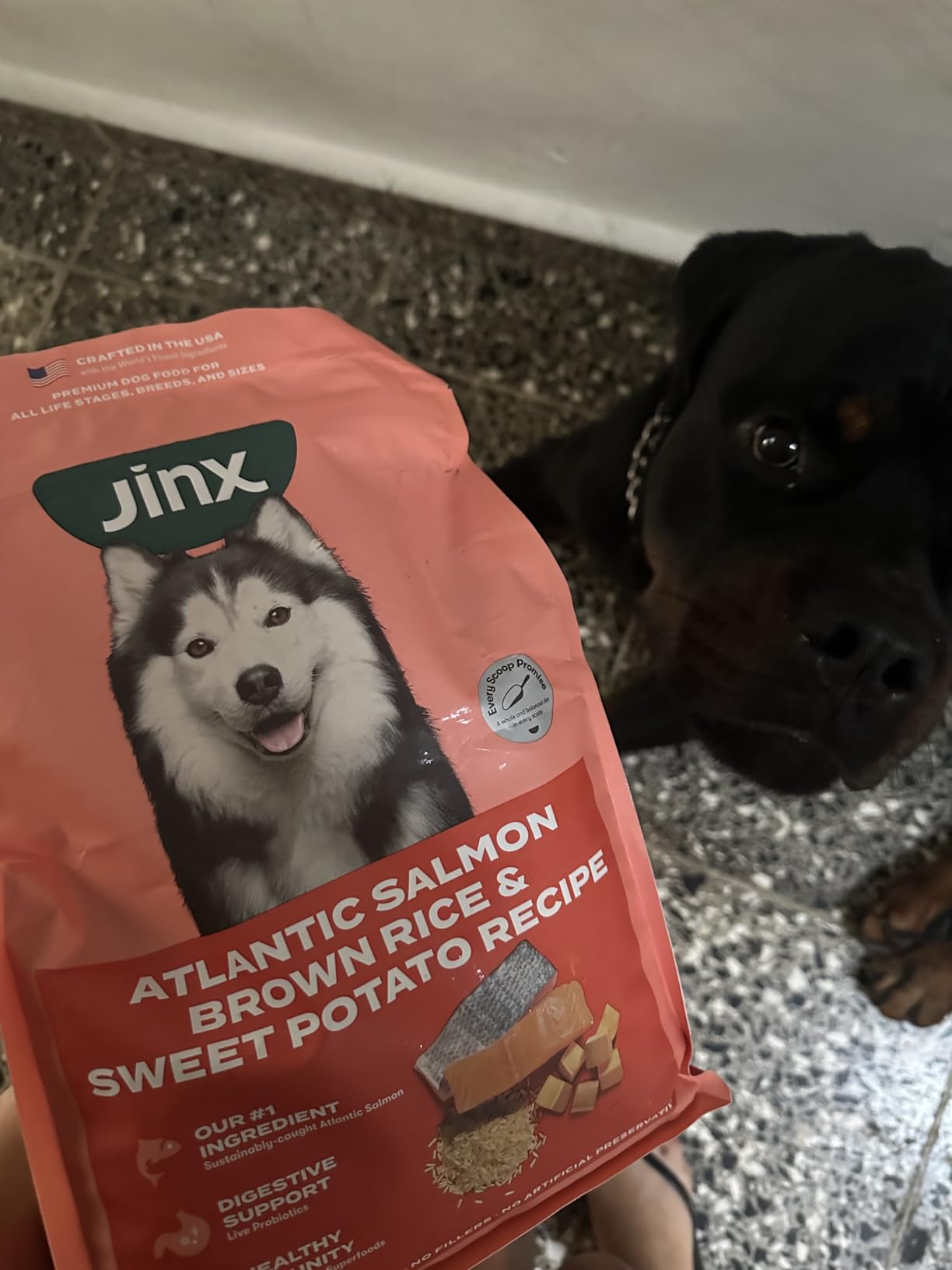 Jinx Premium Dry Dog Food Small Breed - Real Salmon & Sweet Potato Kibble with Superfoods for Immune Support & Probiotics for Digestive Support - No Fillers – 4lb - Customer Photo 2