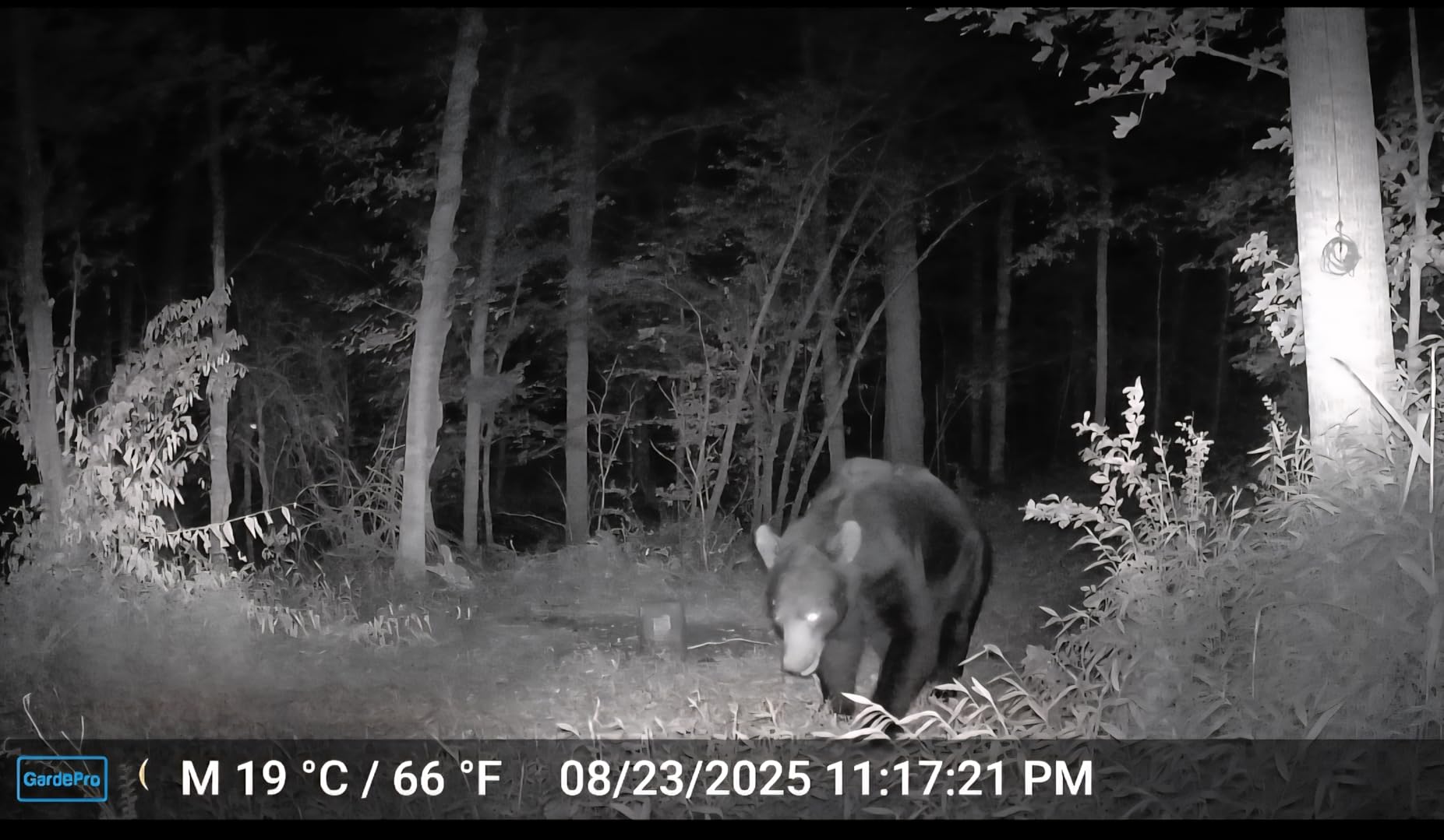 GardePro X60 Pro Max Cellular Trail Camera 2025, 32GB Built-in Memory, Live View, 8000mAh Battery, Shared Data Plan, Compatible with Verizon/AT&T/T-Mobile, No-Glow Night Vision for Wildlife& Security - Customer Photo 1
