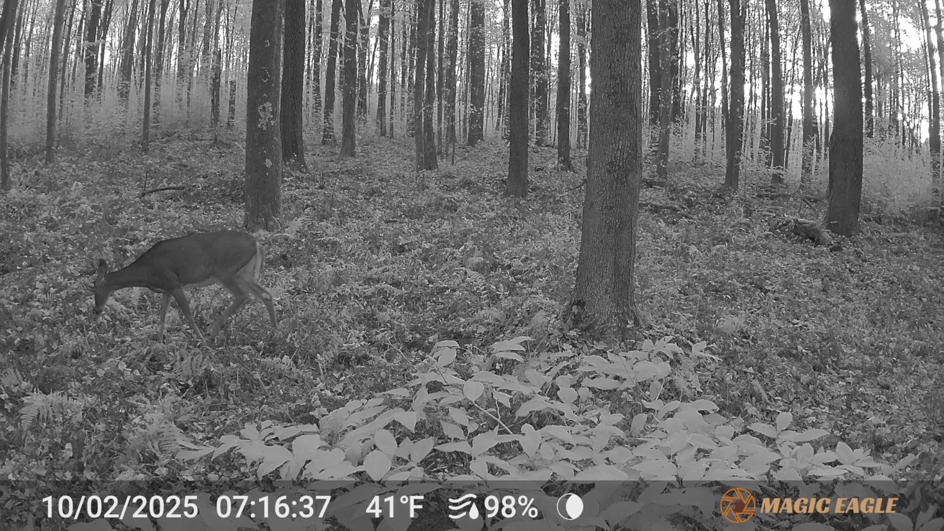 MagicEagle® Trail Camera 4G Cellular Trail Cameras 2K Audible Video 0.3s Trigger No-Glow IR Night Vision IP66 Hunting Essentials with 32GB Memory Card 13,000 mAh Battery Solar Panel Anti-Theft Tech - Customer Photo 1