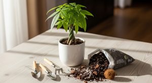 Best Soil For Money Tree