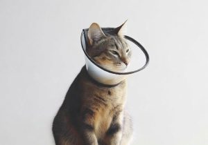 Best Flea Collar For Cats 2026: 12 Vet-Reviewed Options Compared - PowersOf10