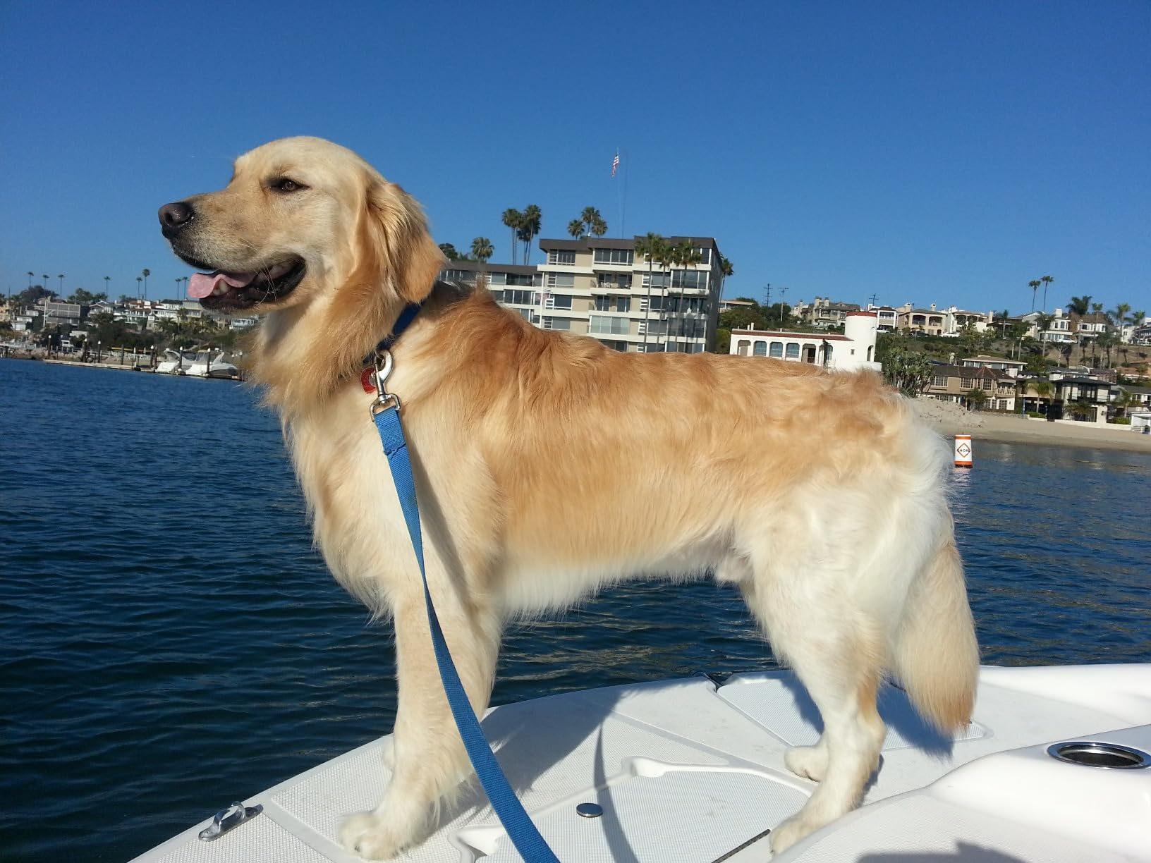 Canidae Pure Farm to Bowl, Grain-Free, Wild-Caught Salmon & Sweet Potato Dog Food, Adult 22lb - Customer Photo 2